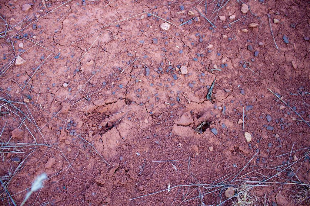 10501 Dobbs Road Property Photo 49
