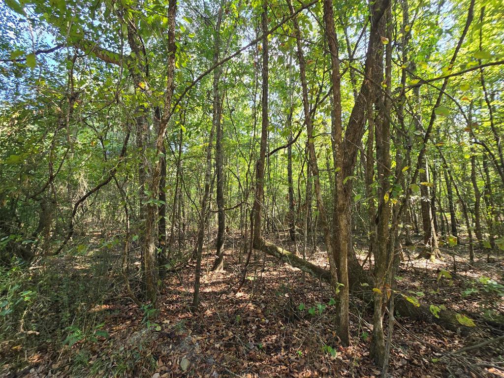 Buffalo Road Property Photo 6