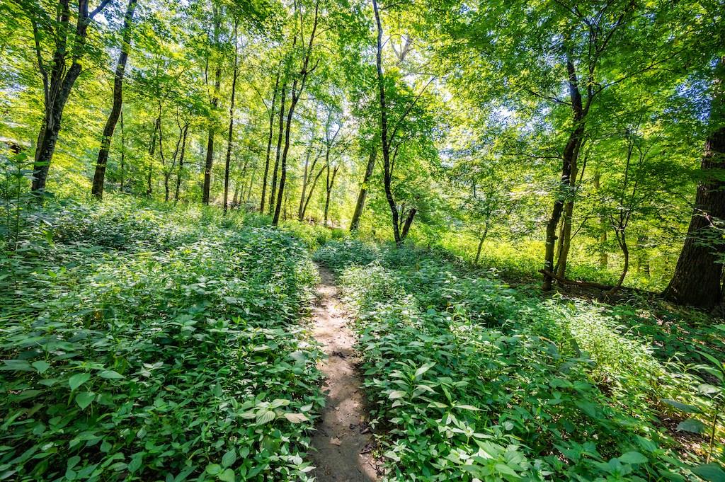 637 High Peak Trail Property Photo 34