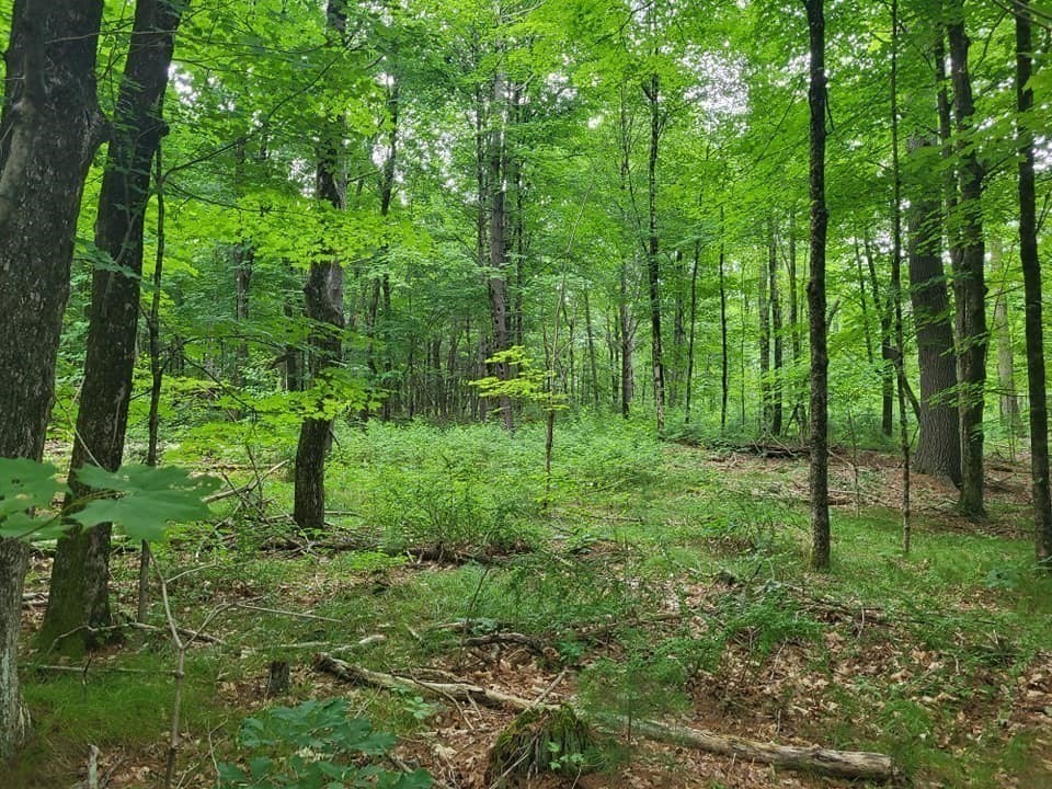 Xoxo River Rd Property Photo 21