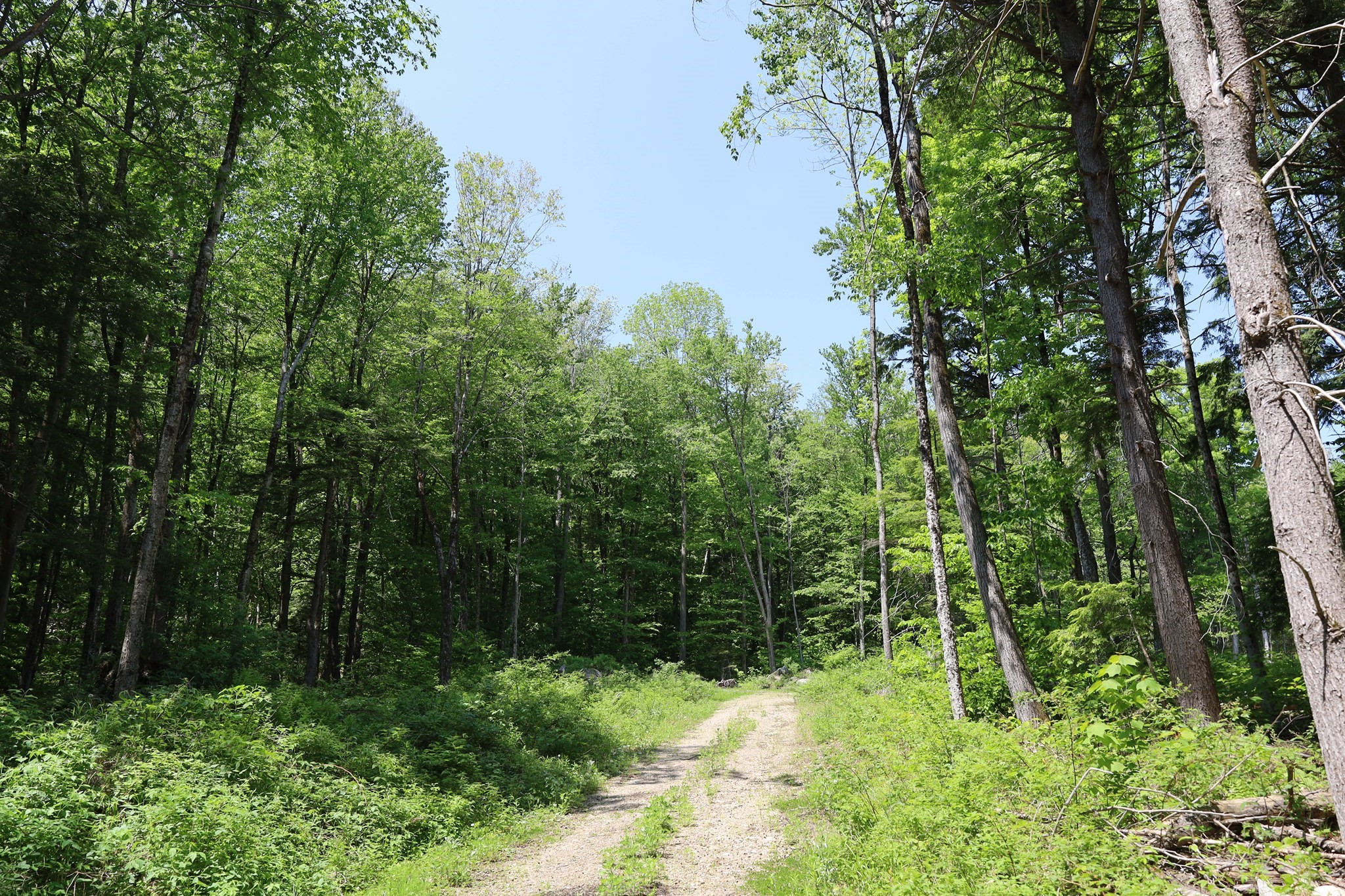 Lot 3 Yokum Pond Rd Property Photo 5