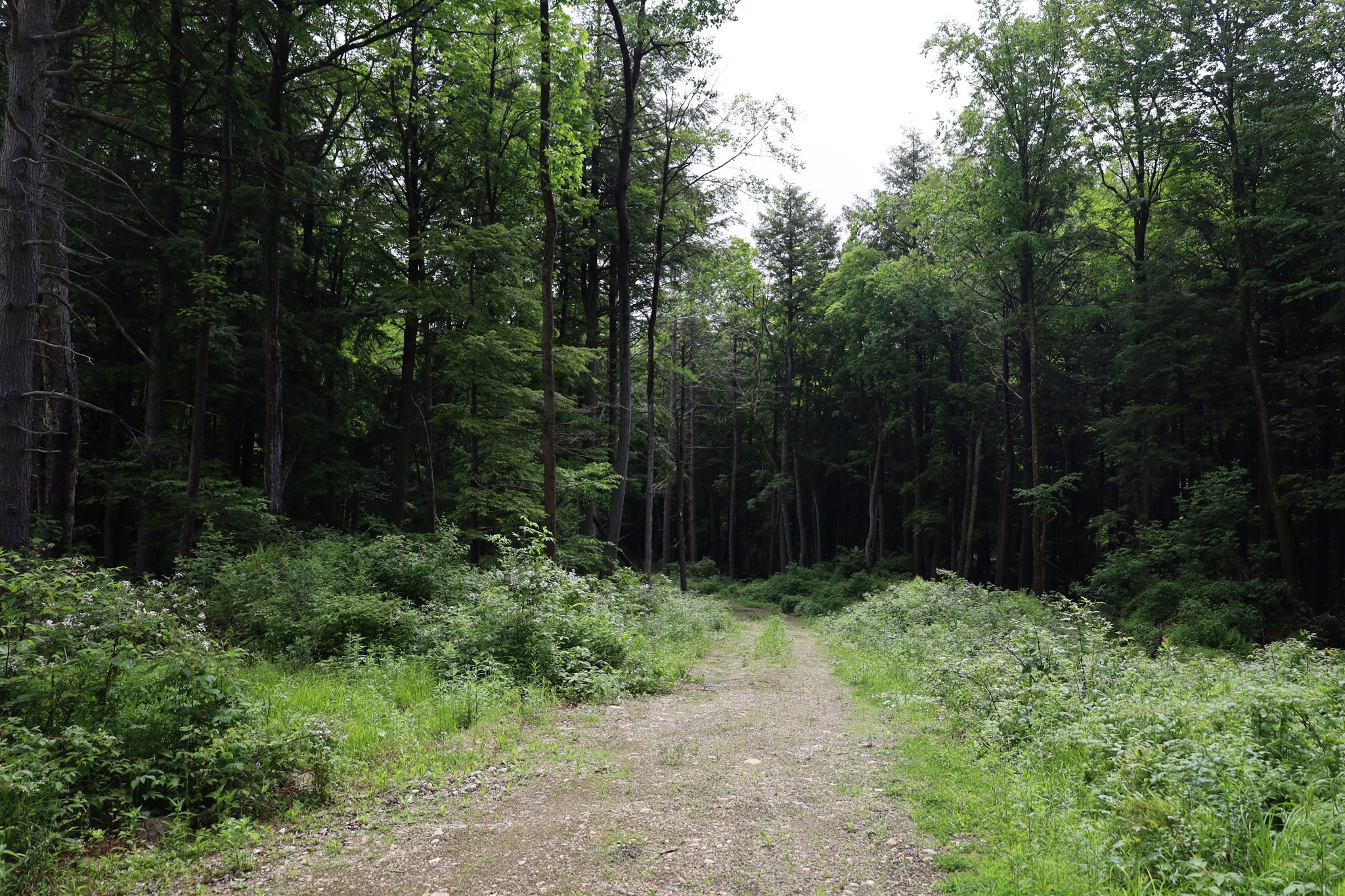 Lot 3 Yokum Pond Rd Property Photo 33