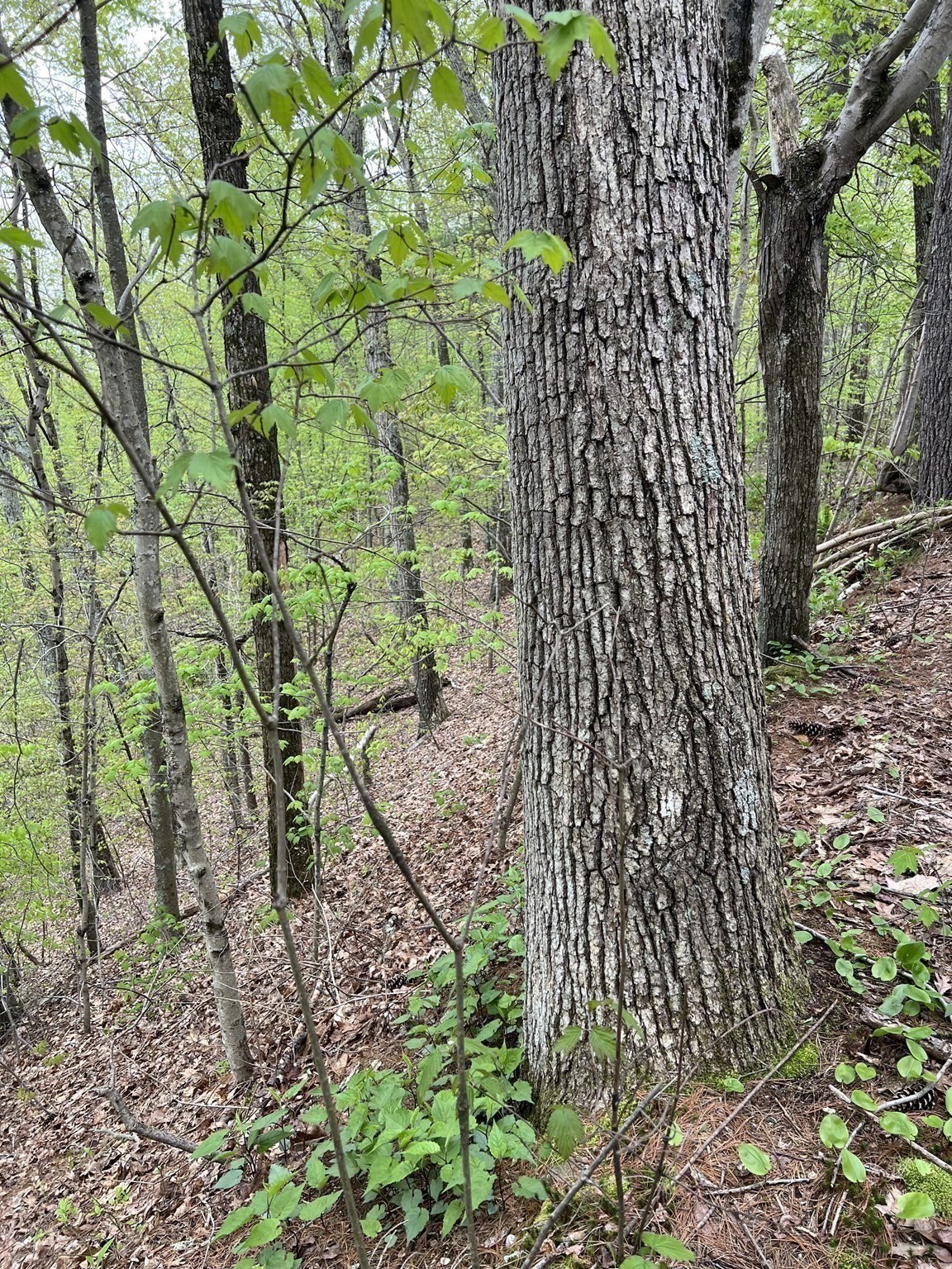 599-607 Old Warren Road Property Photo 9