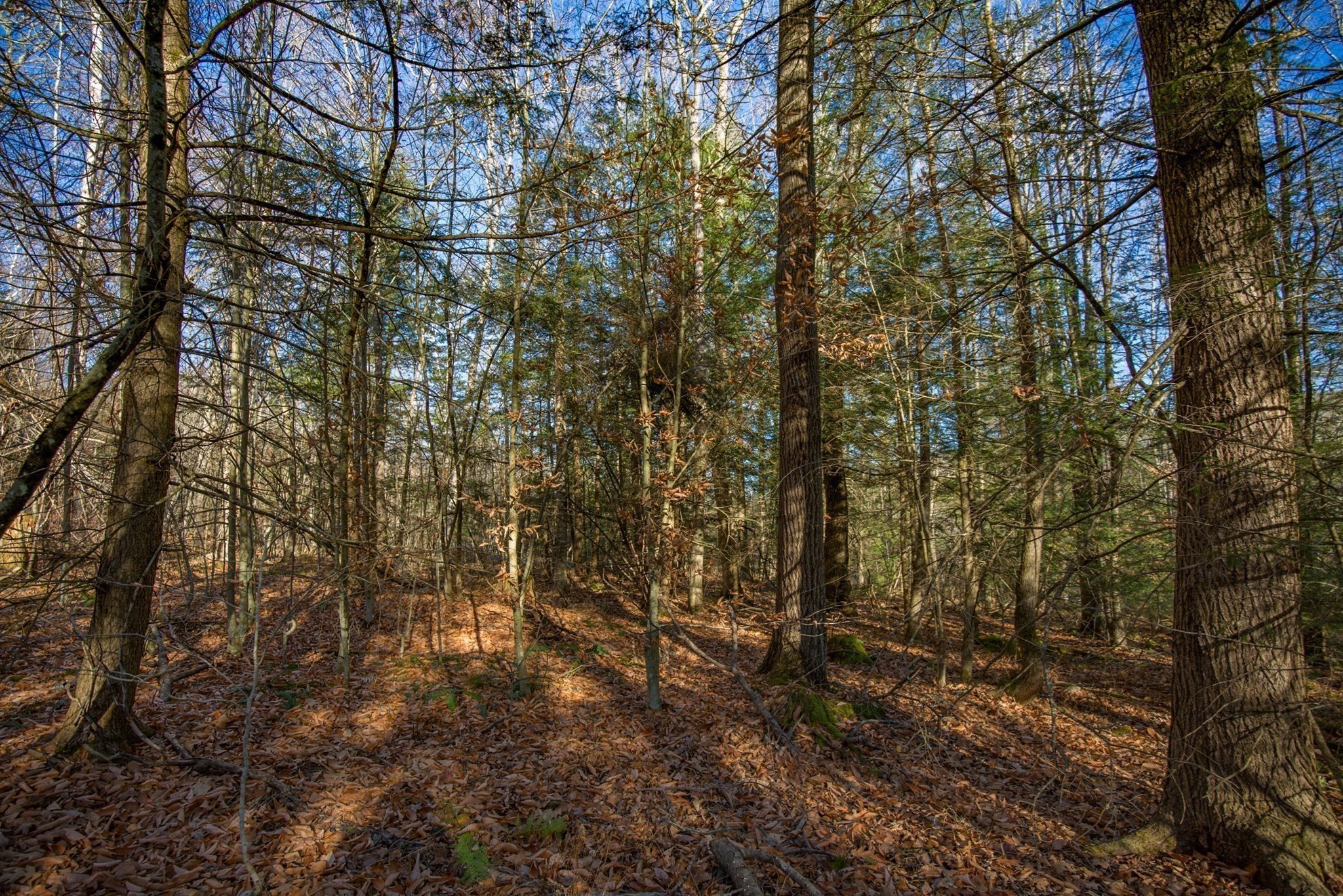 0 Goose Pond Road Property Photo 9