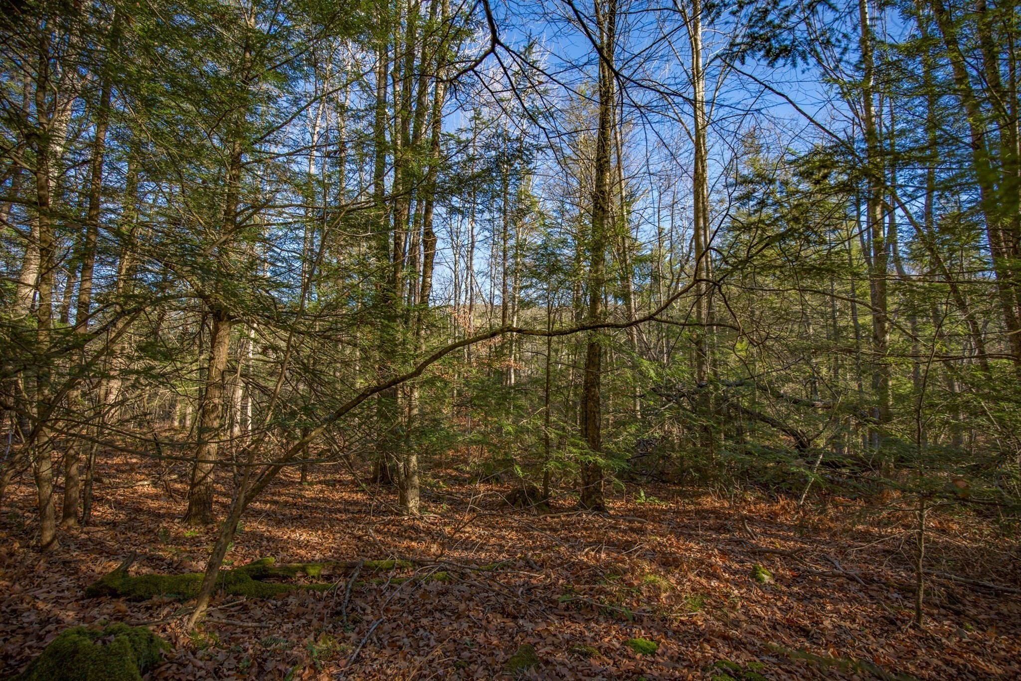 0 Goose Pond Road Property Photo 10