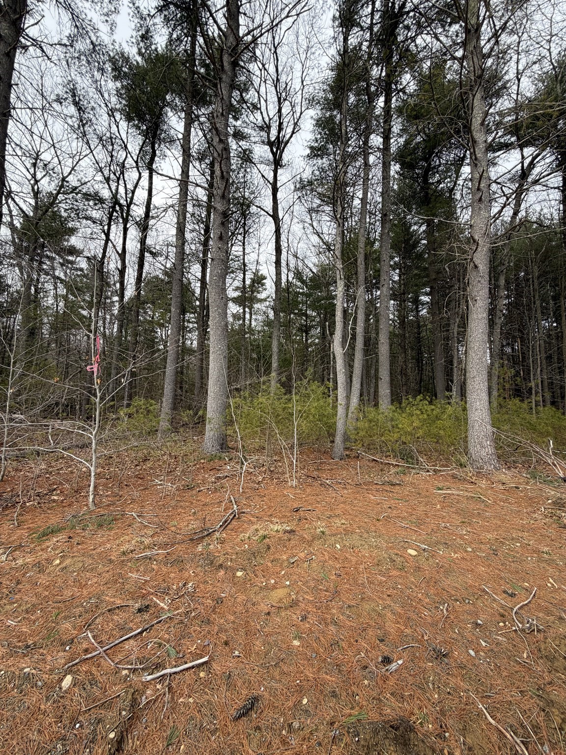 0 Pine St Property Photo 1