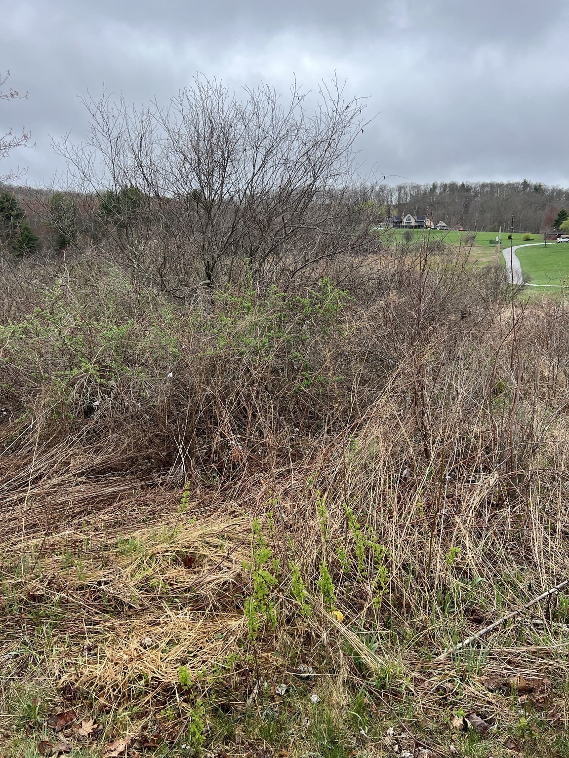 Lot 50 Reed Street Property Photo 7