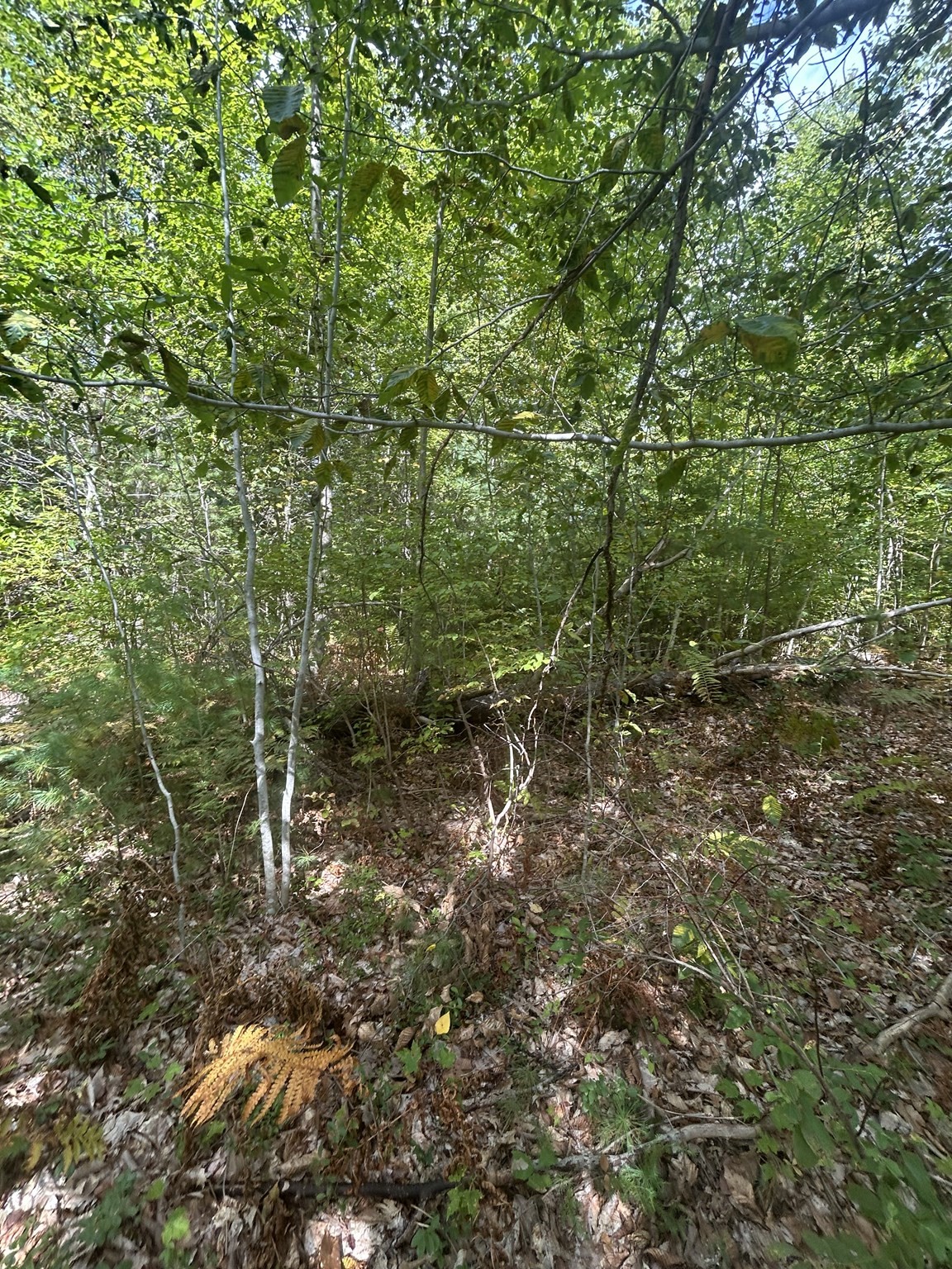 531 Mason Rd Property Photo 4