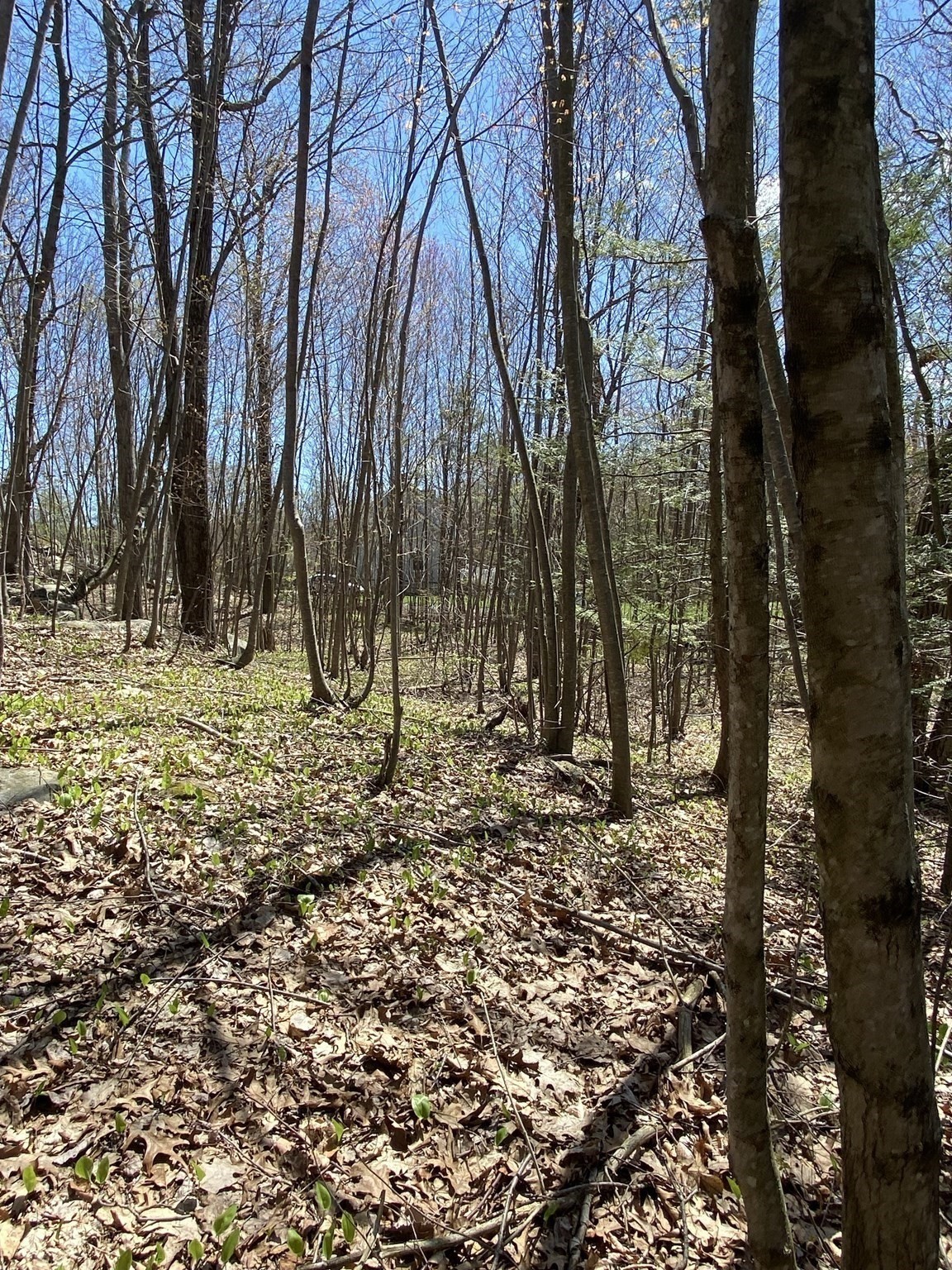 117 Munsing Ridge Property Photo 2