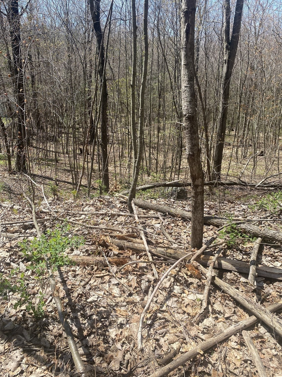 117 Munsing Ridge Property Photo 3