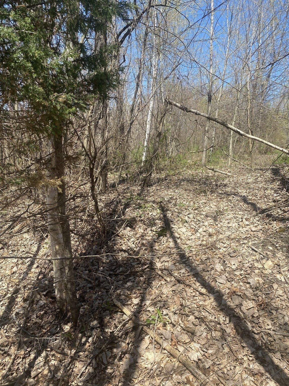 117 Munsing Ridge Property Photo 5
