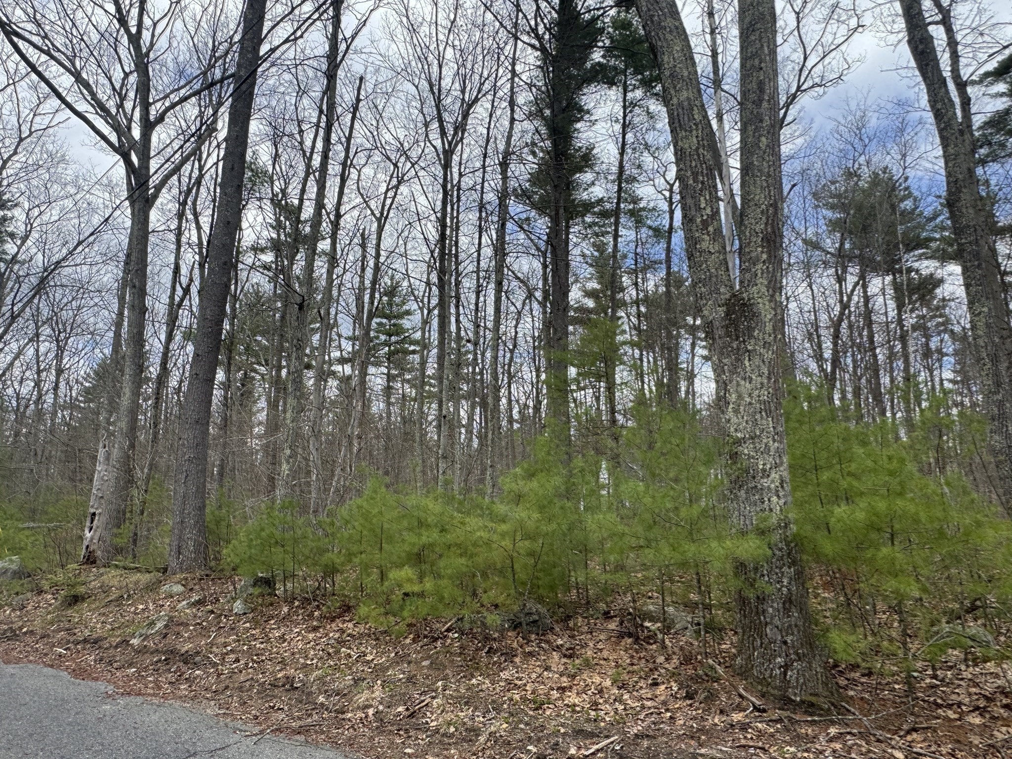 Lot 4 Murphy And Williamsville Roads Property Photo 10