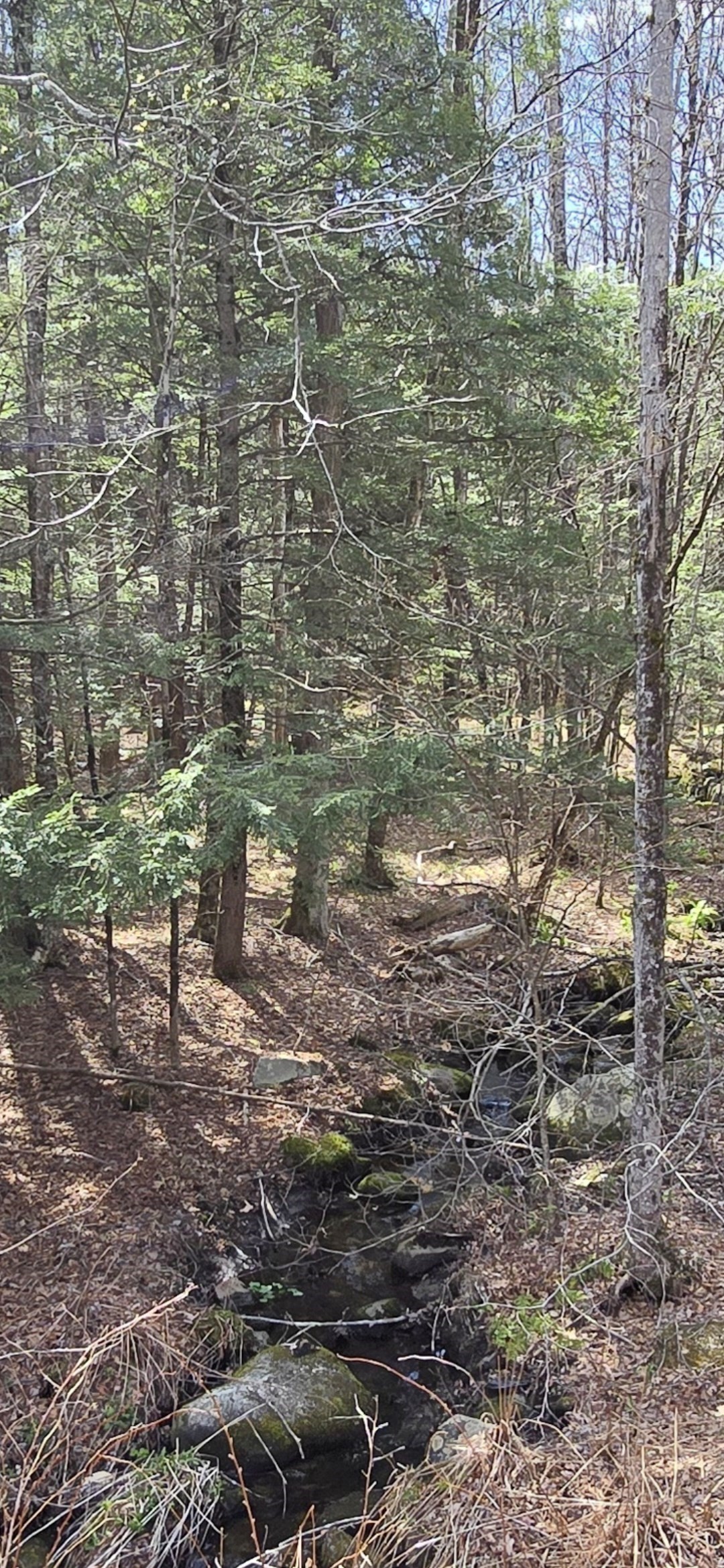 360 Jacob's Ladder Rd. Property Photo 2