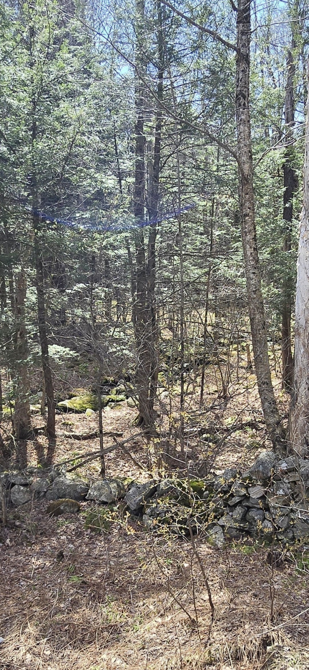 360 Jacob's Ladder Rd. Property Photo 3