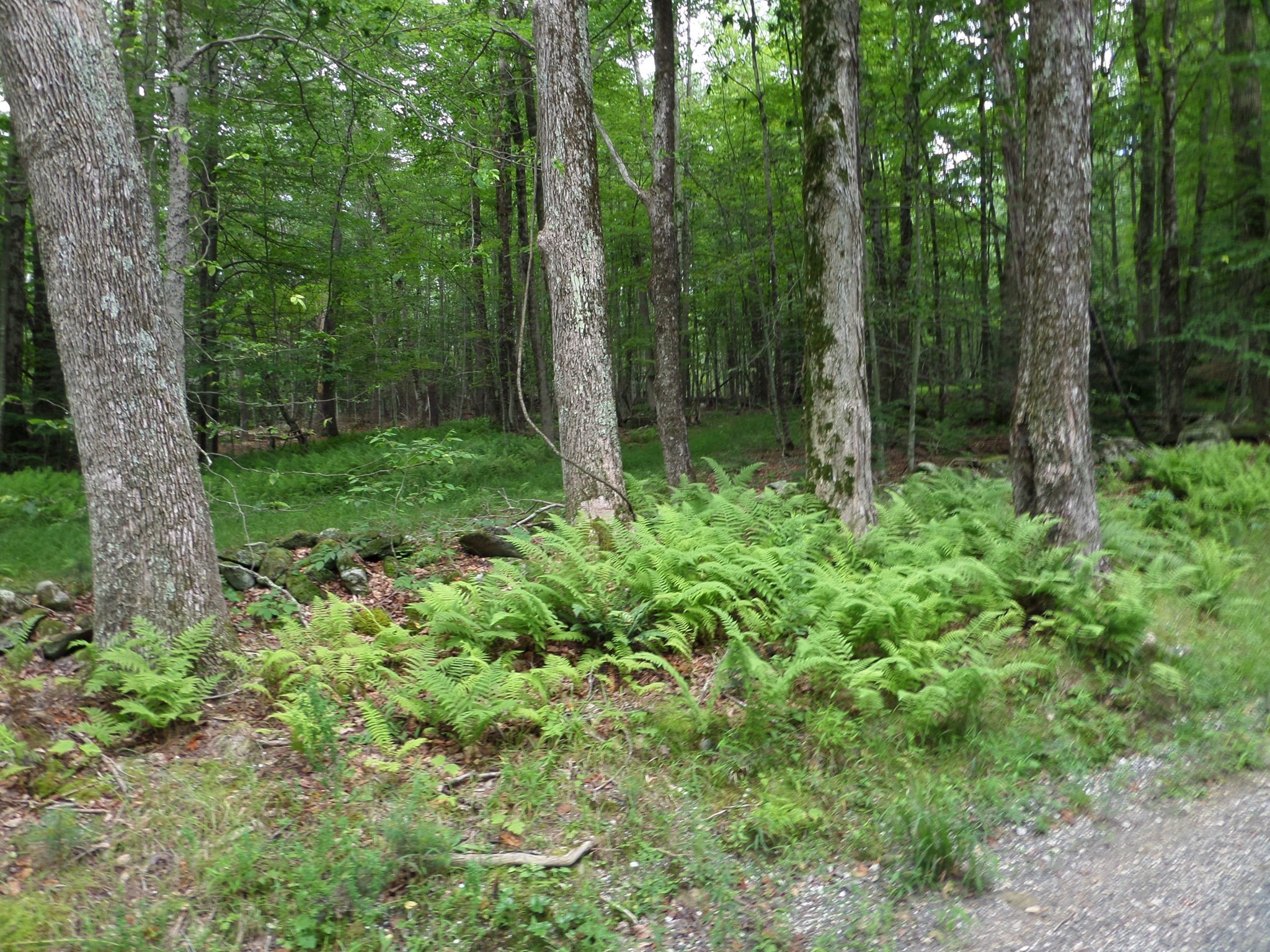 0 Pynchon Rd Property Photo 2