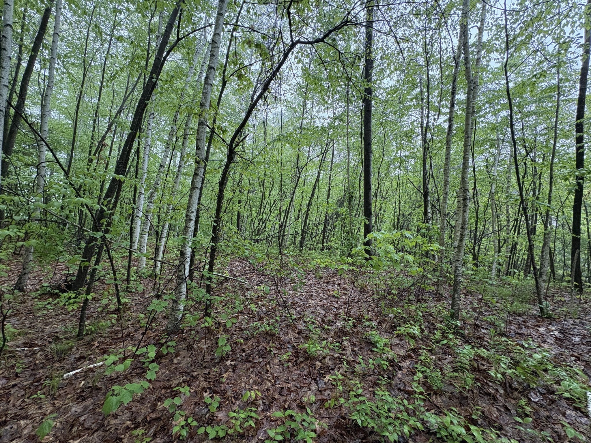 Tbd Lower Road Property Photo 2