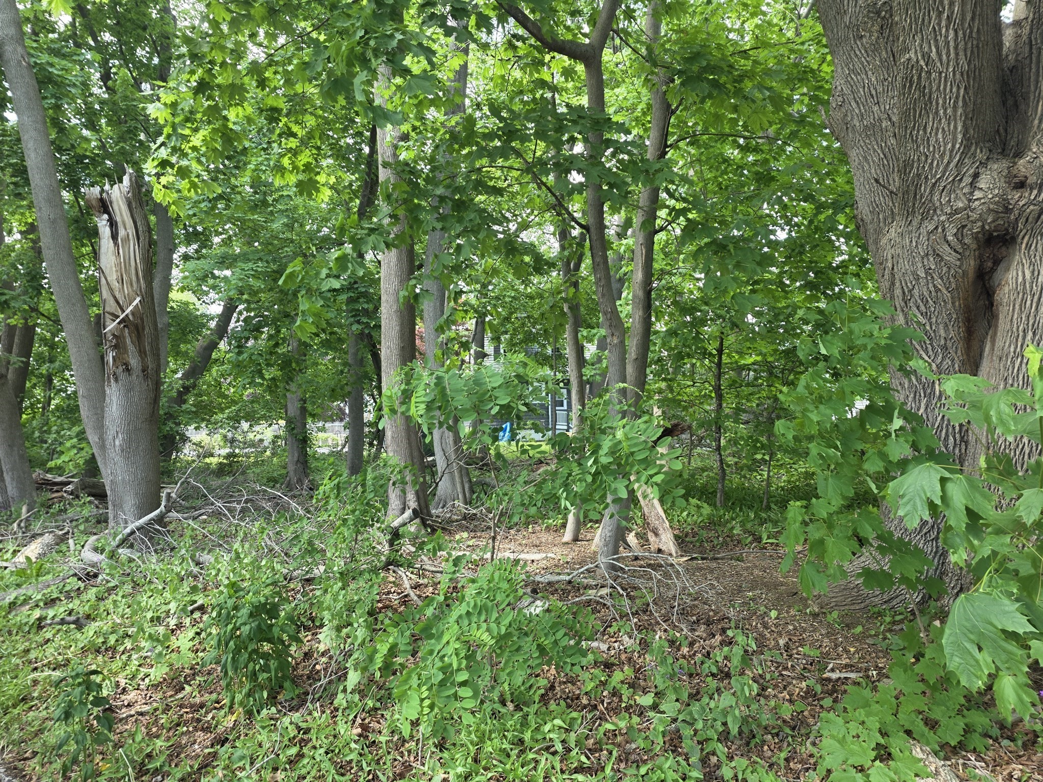 0 Dexter Street Property Photo 2