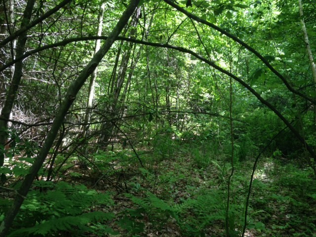 0 Elm St Property Photo 3