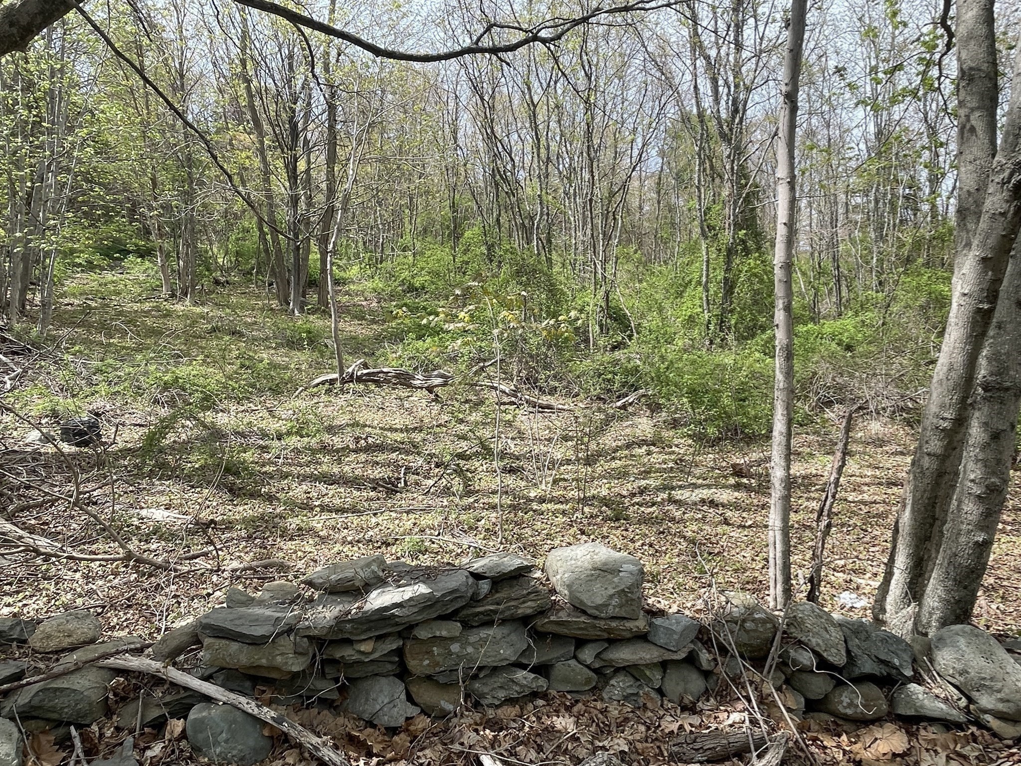 2729 Elm Street (lot 1) Property Photo 5