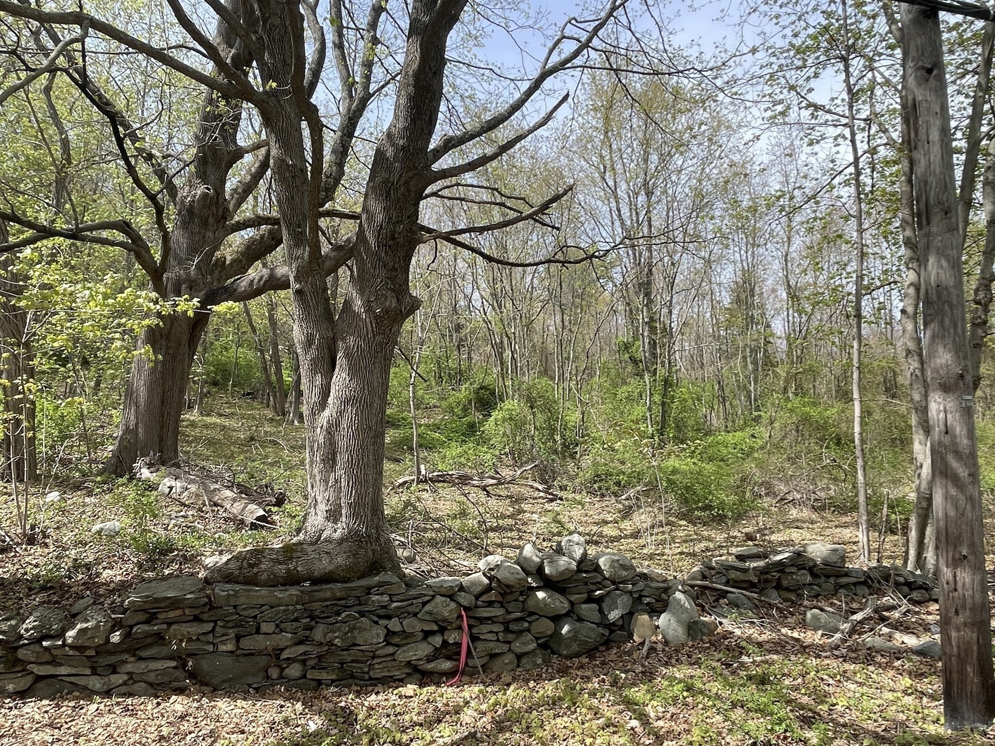 2729 Elm Street (lot 1) Property Photo 6