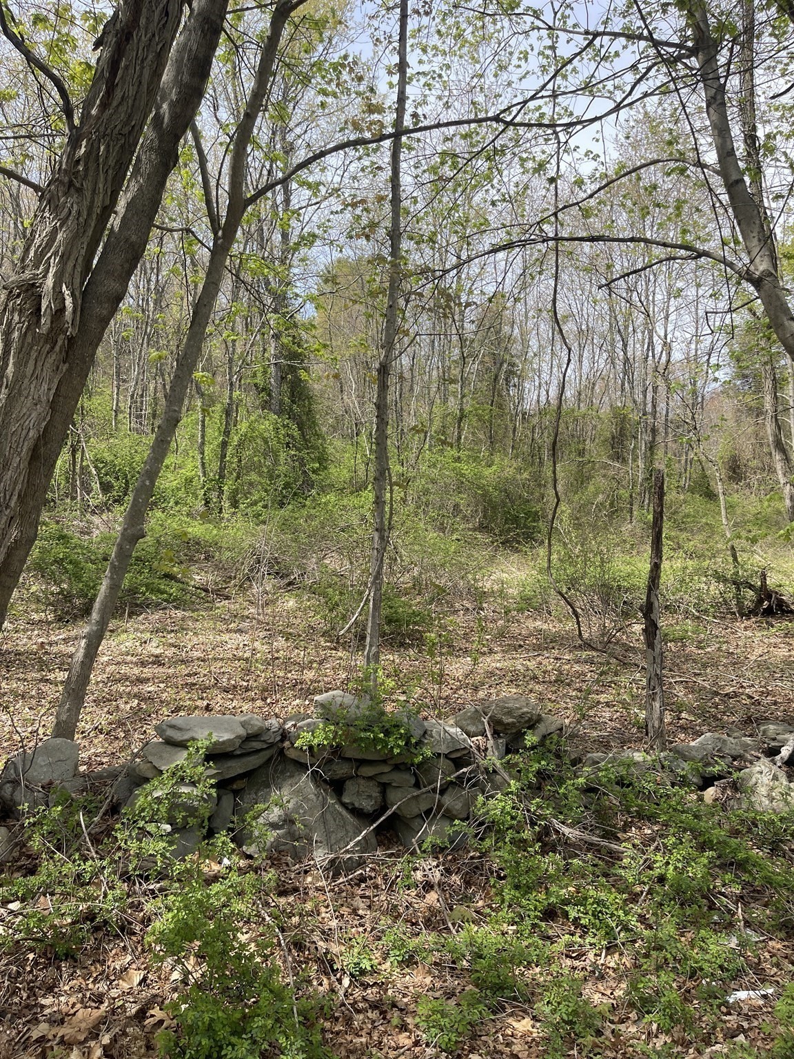 2729 Elm Street (lot 1) Property Photo 12