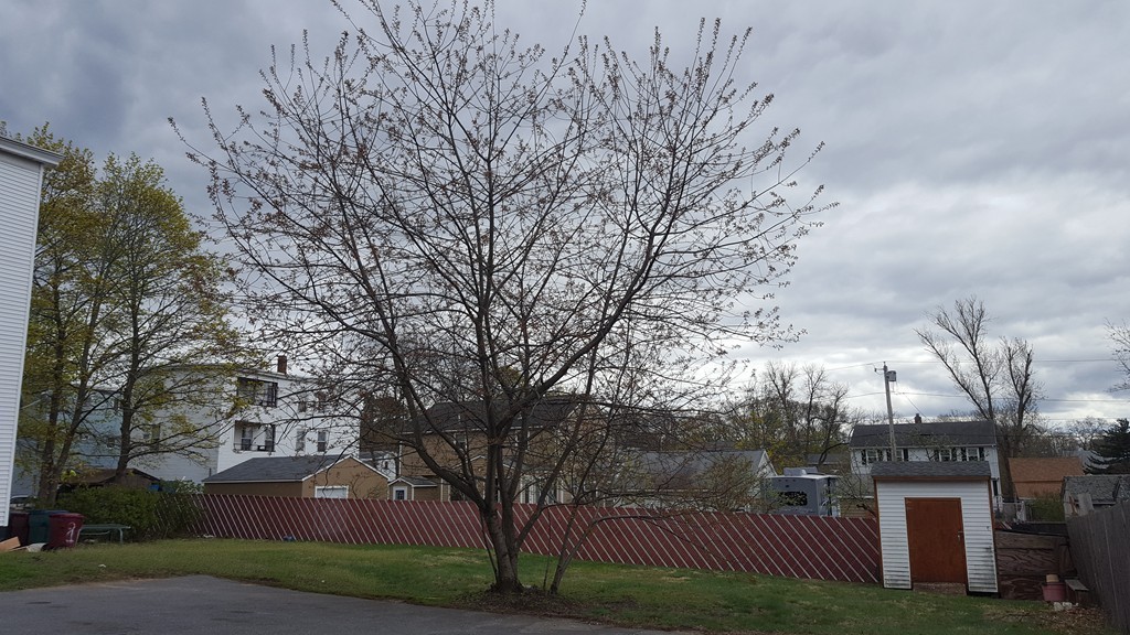 19 Delmont Avenue # 19 Property Photo 4