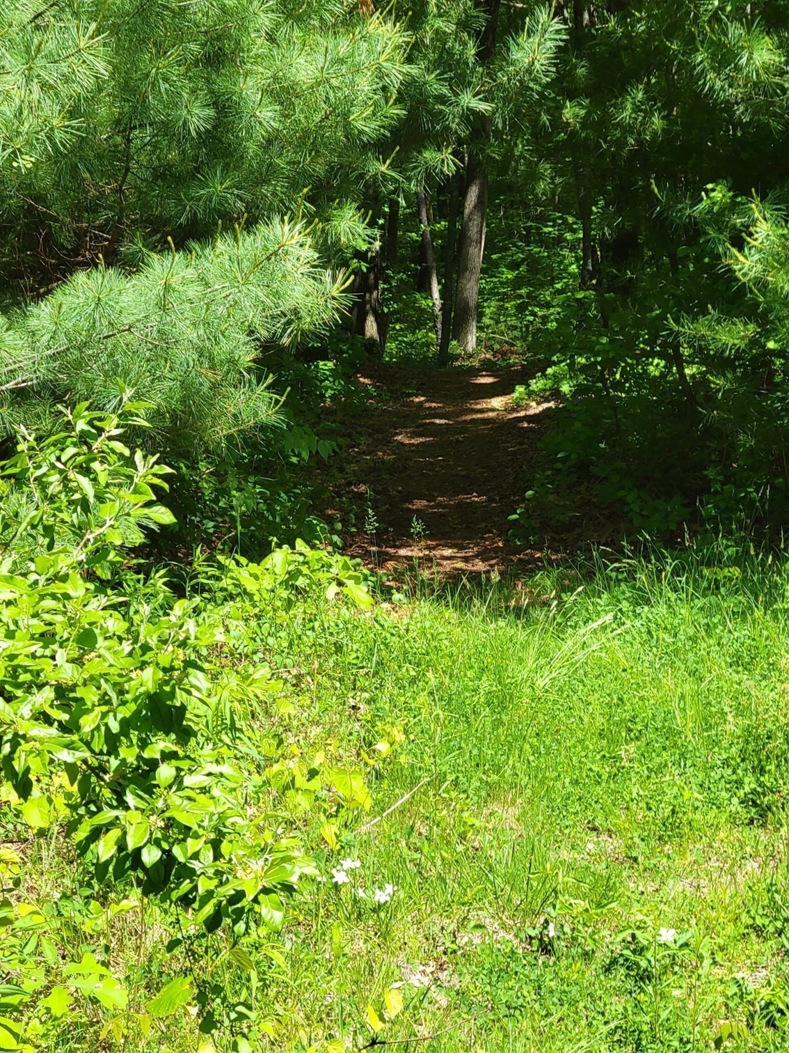 Lot 5 Daniels Rd Property Photo 6