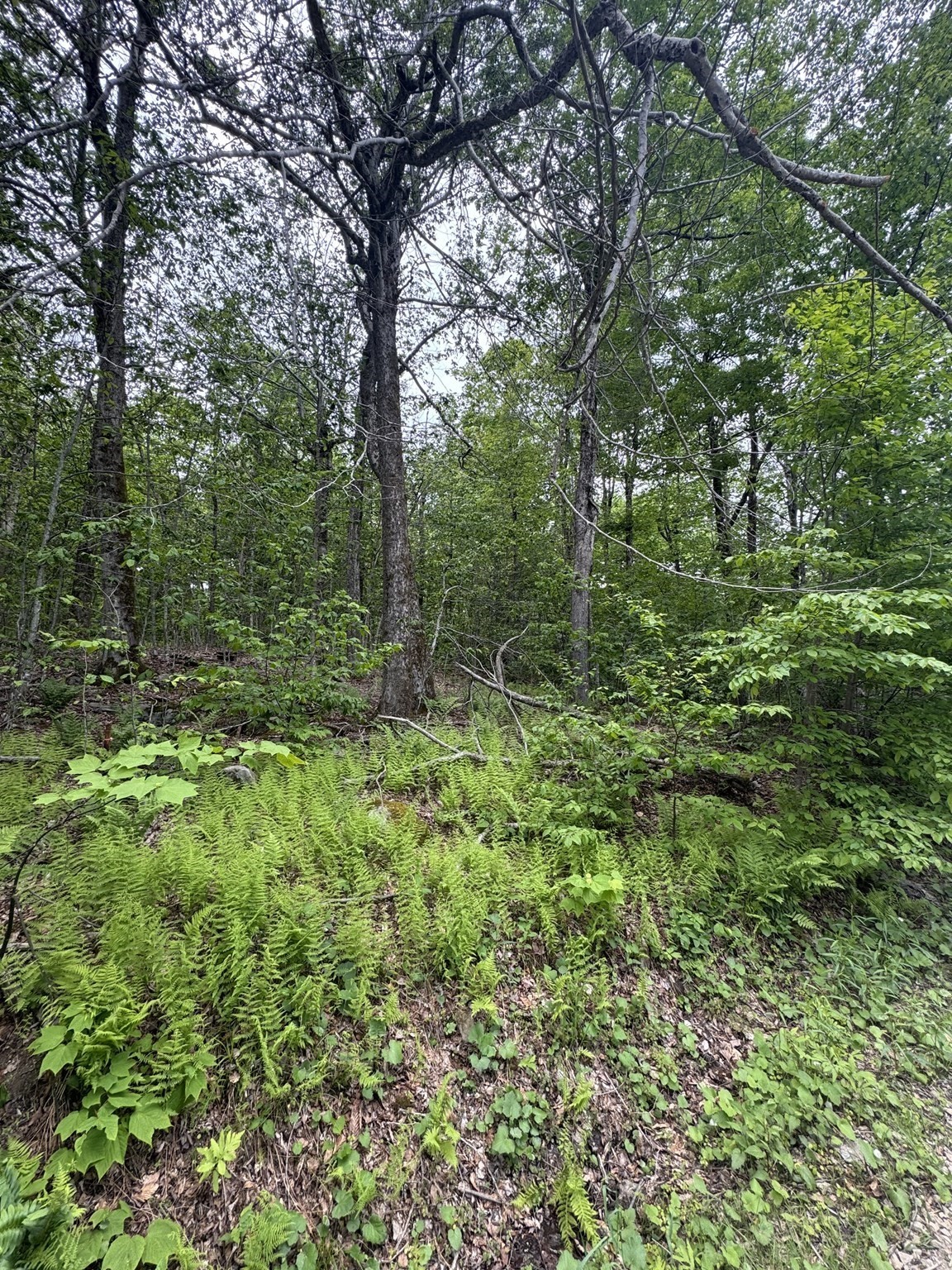 Lot 273 King Richard Dr Property Photo 2