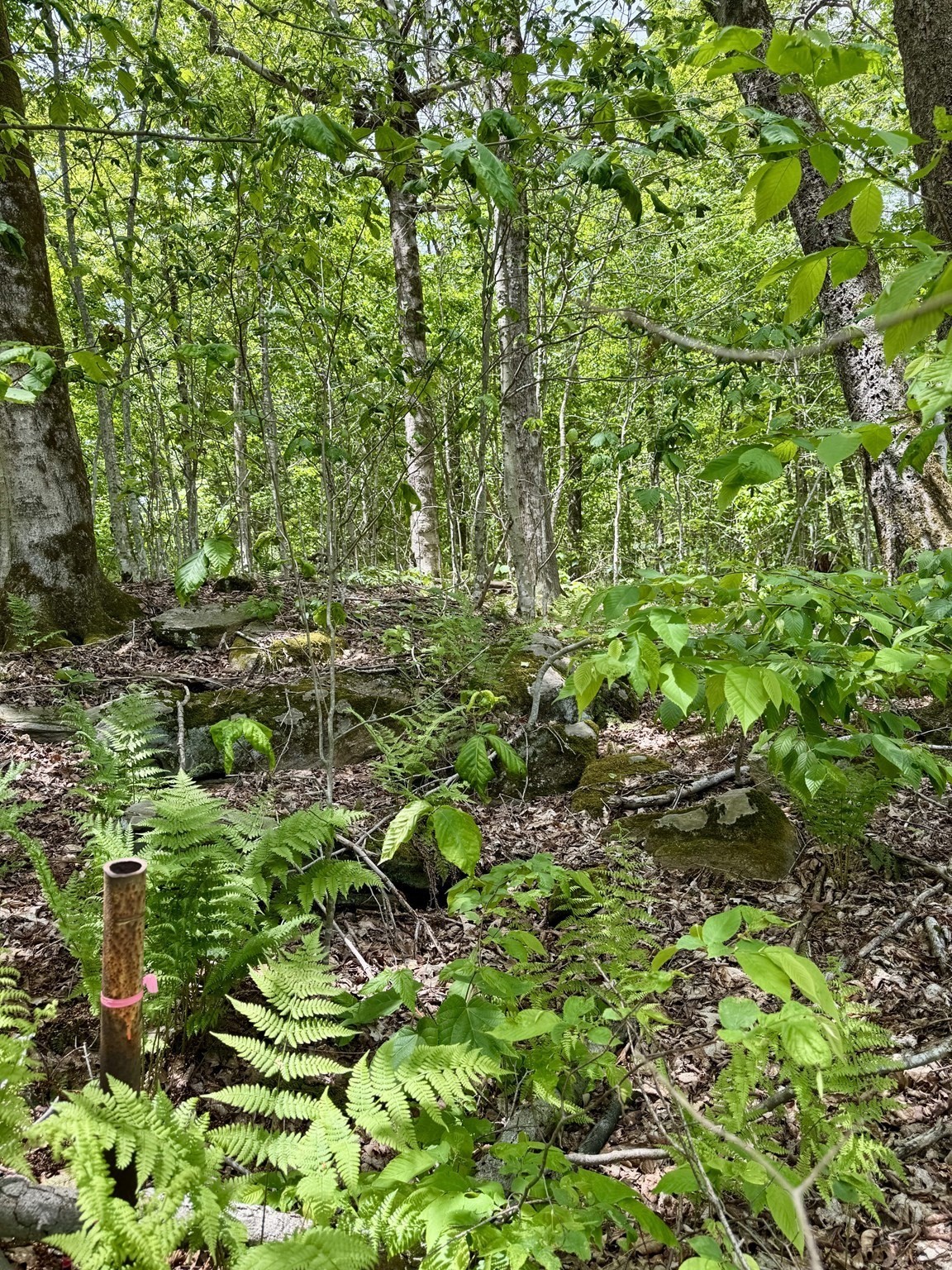Lot 273 King Richard Dr Property Photo 3