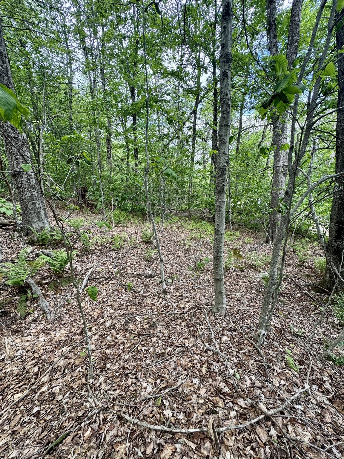 Lot 273 King Richard Dr Property Photo 4