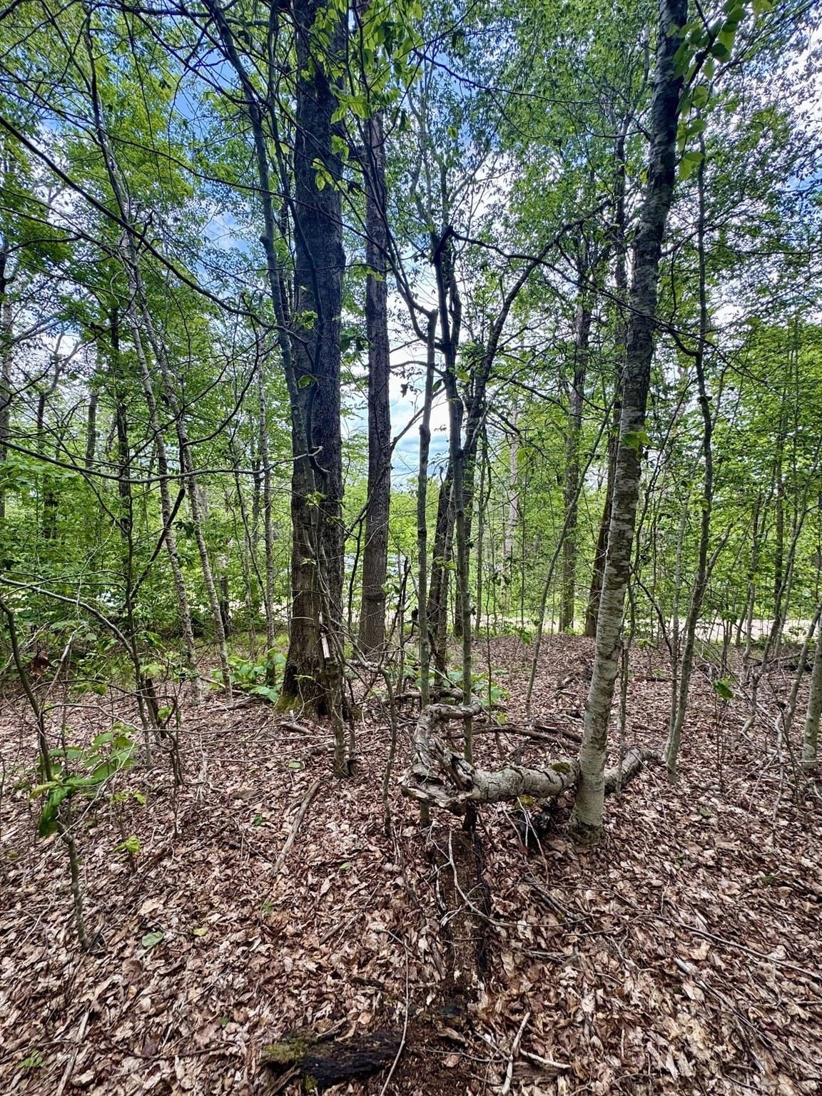 Lot 273 King Richard Dr Property Photo 5