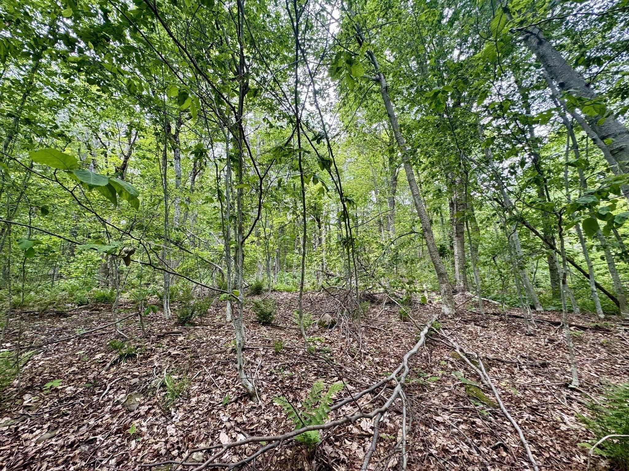 Lot 273 King Richard Dr Property Photo 9