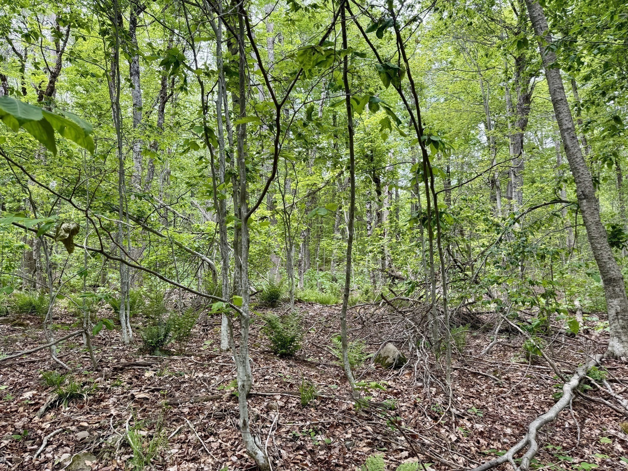 Lot 273 King Richard Dr Property Photo 10