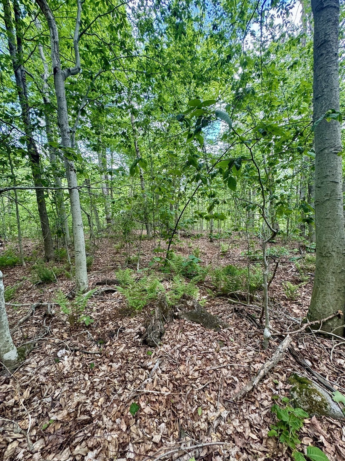 Lot 273 King Richard Dr Property Photo 11