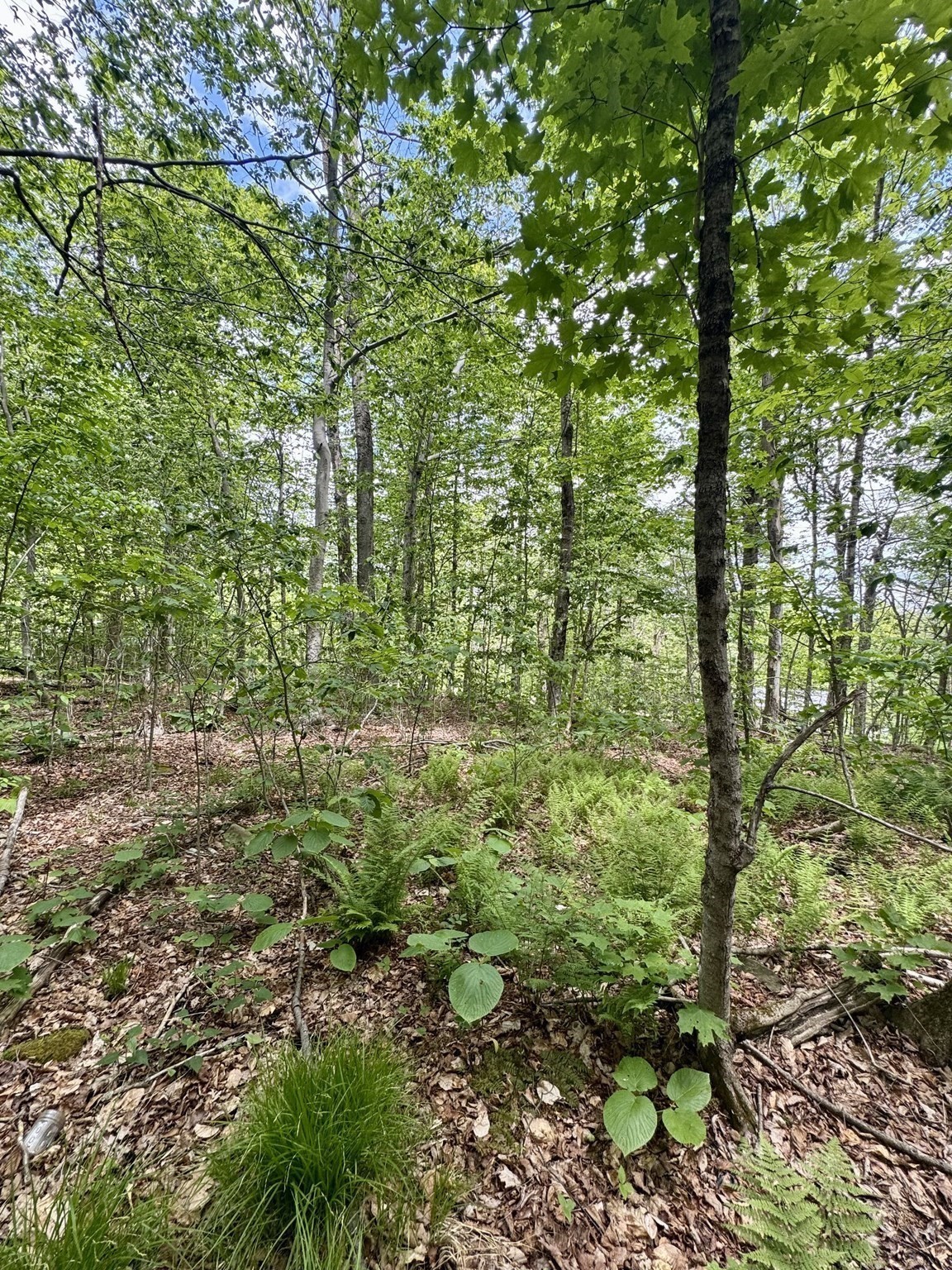 Lot 273 King Richard Dr Property Photo 13