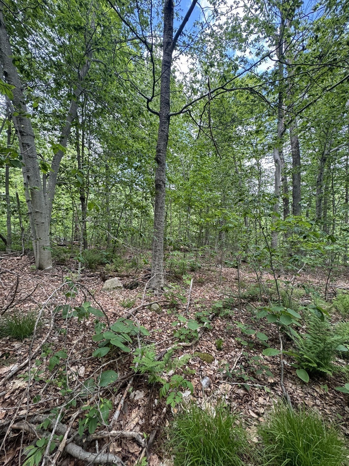 Lot 273 King Richard Dr Property Photo 14