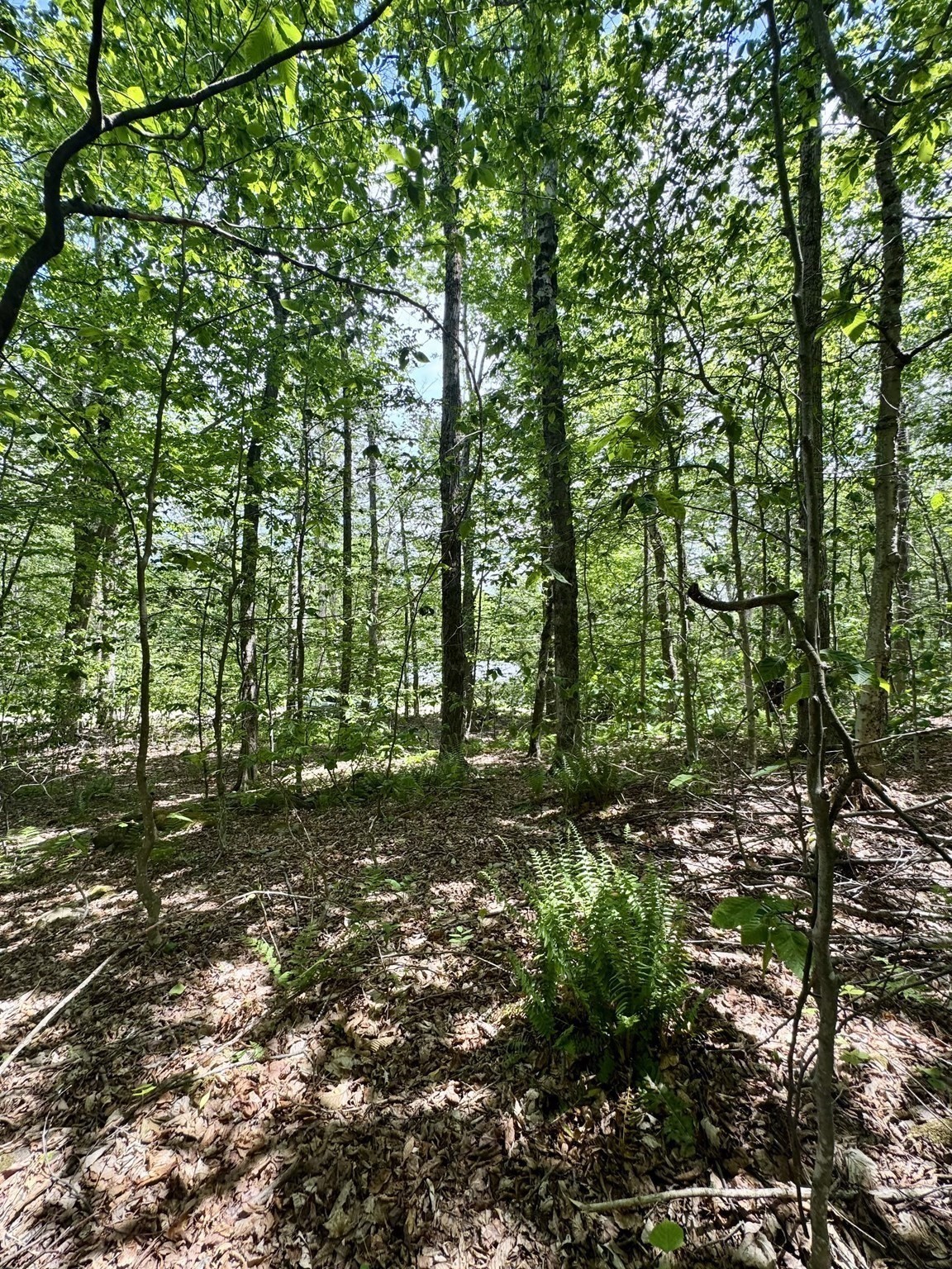 Lot 273 King Richard Dr Property Photo 16