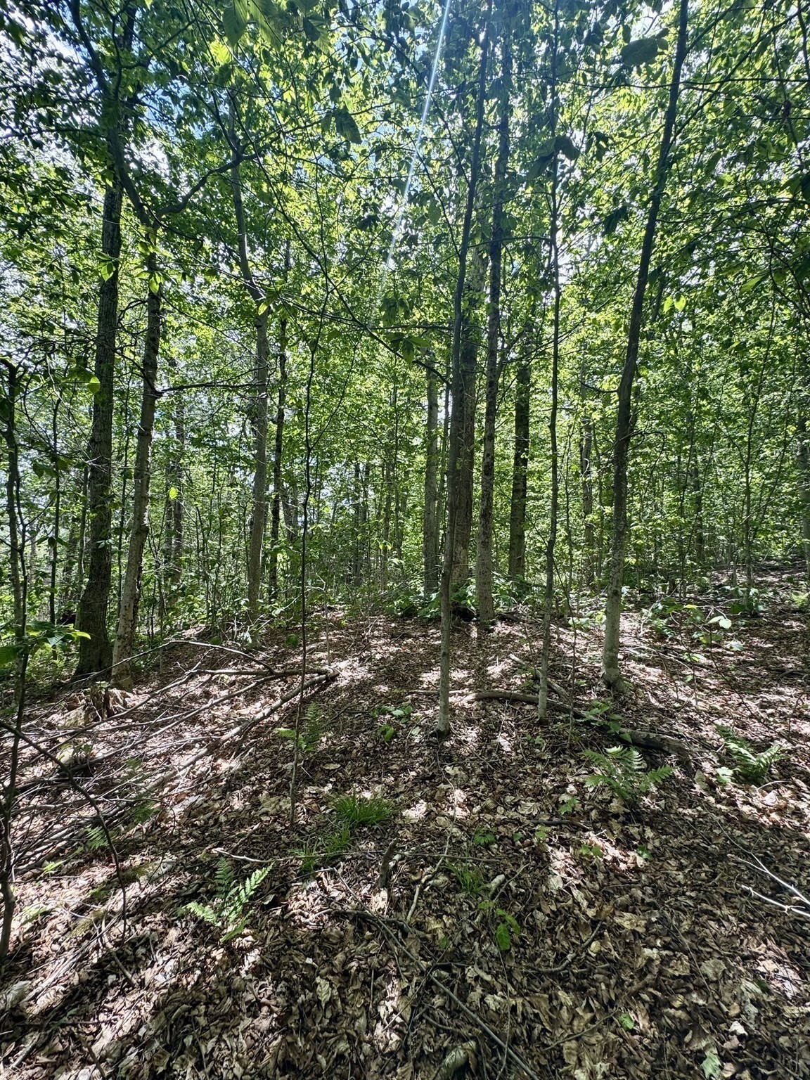 Lot 273 King Richard Dr Property Photo 17