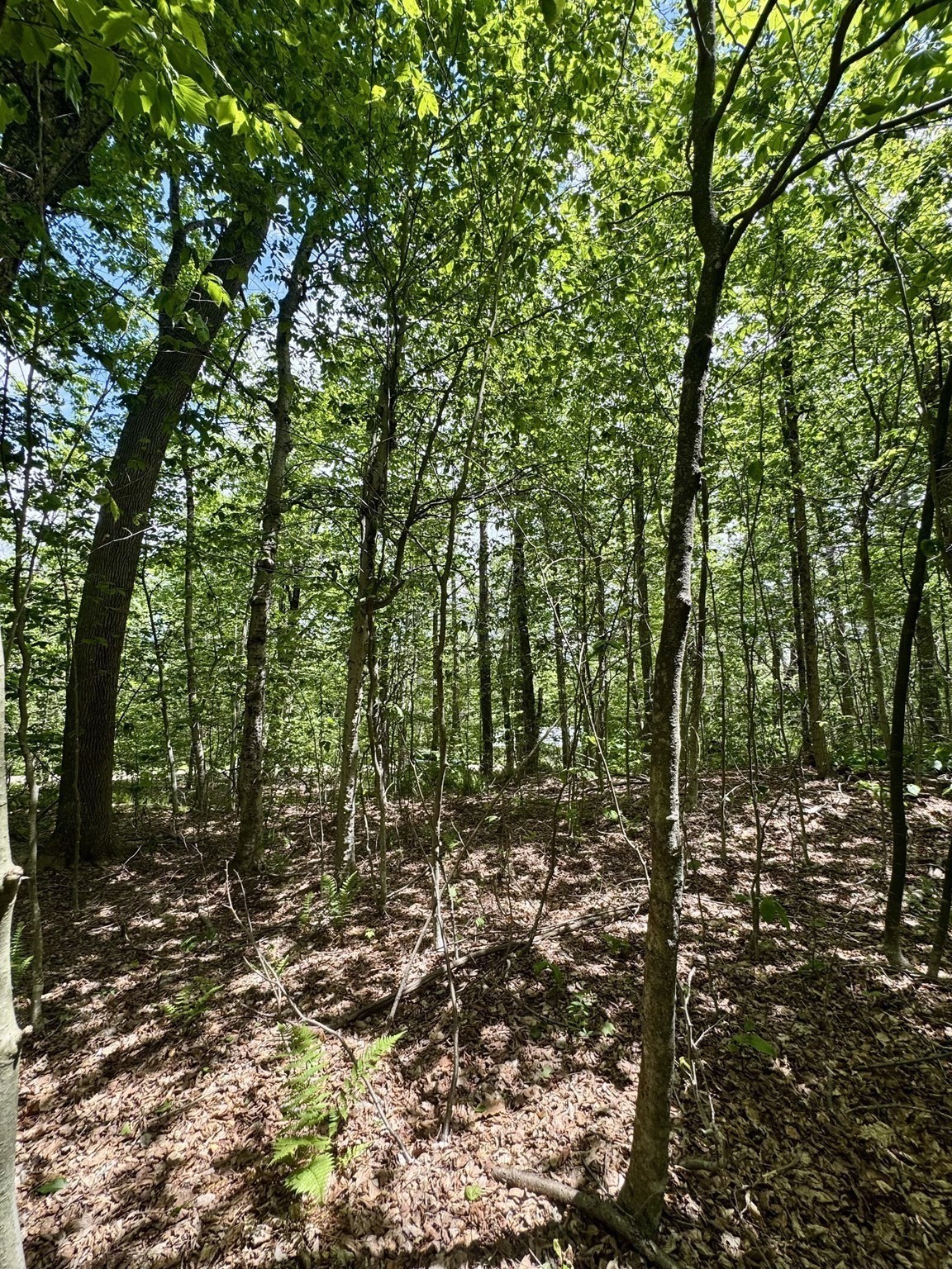 Lot 273 King Richard Dr Property Photo 18