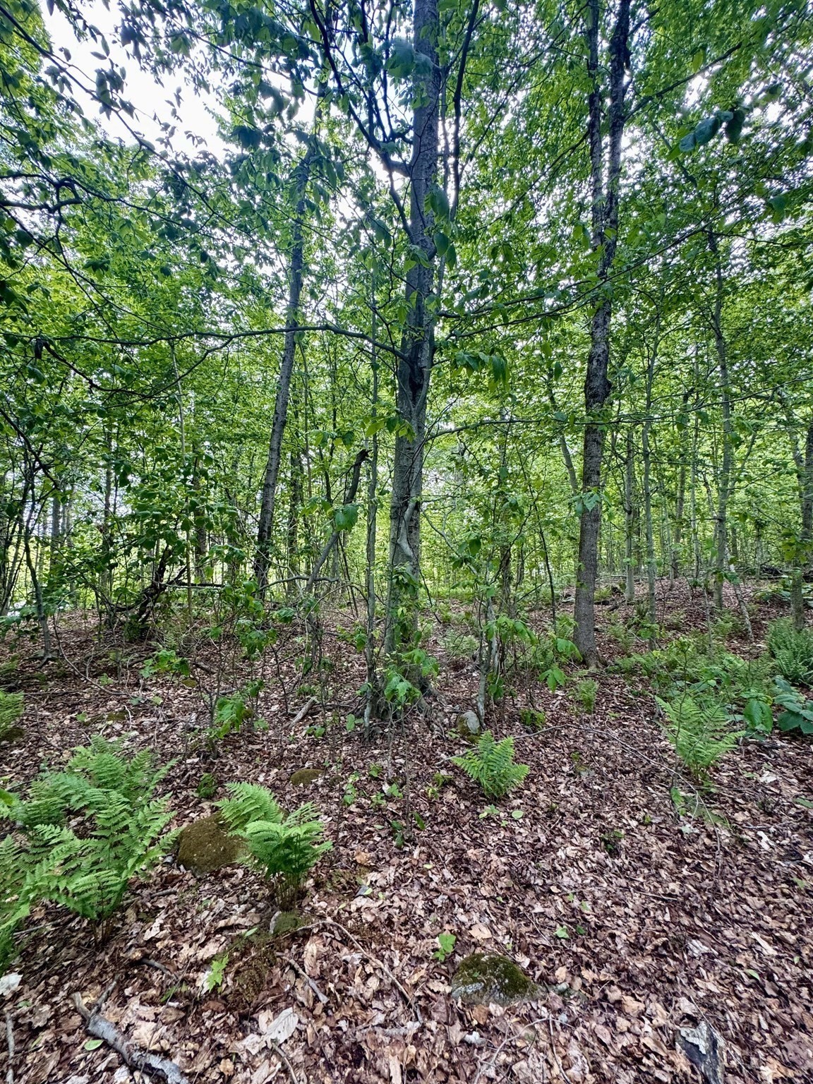 Lot 273 King Richard Dr Property Photo 19