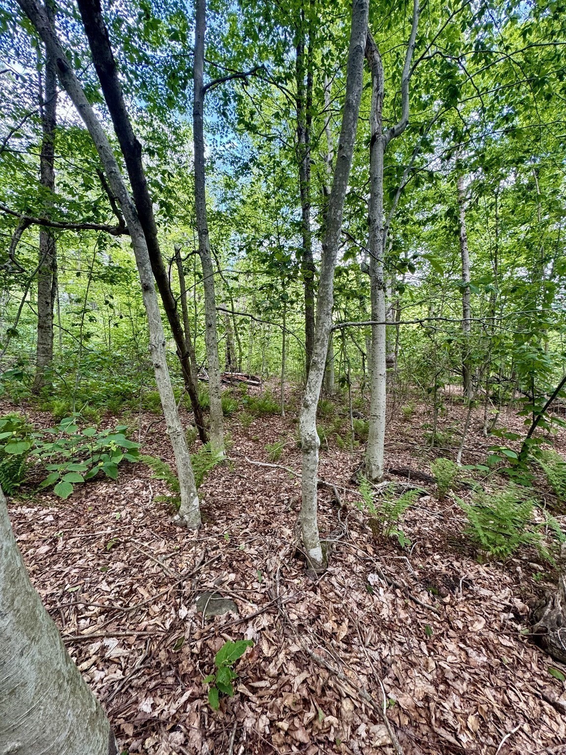 Lot 273 King Richard Dr Property Photo 20