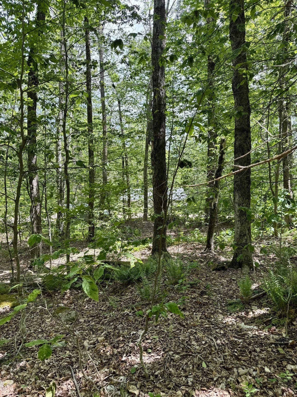 Lot 273 King Richard Dr Property Photo 21