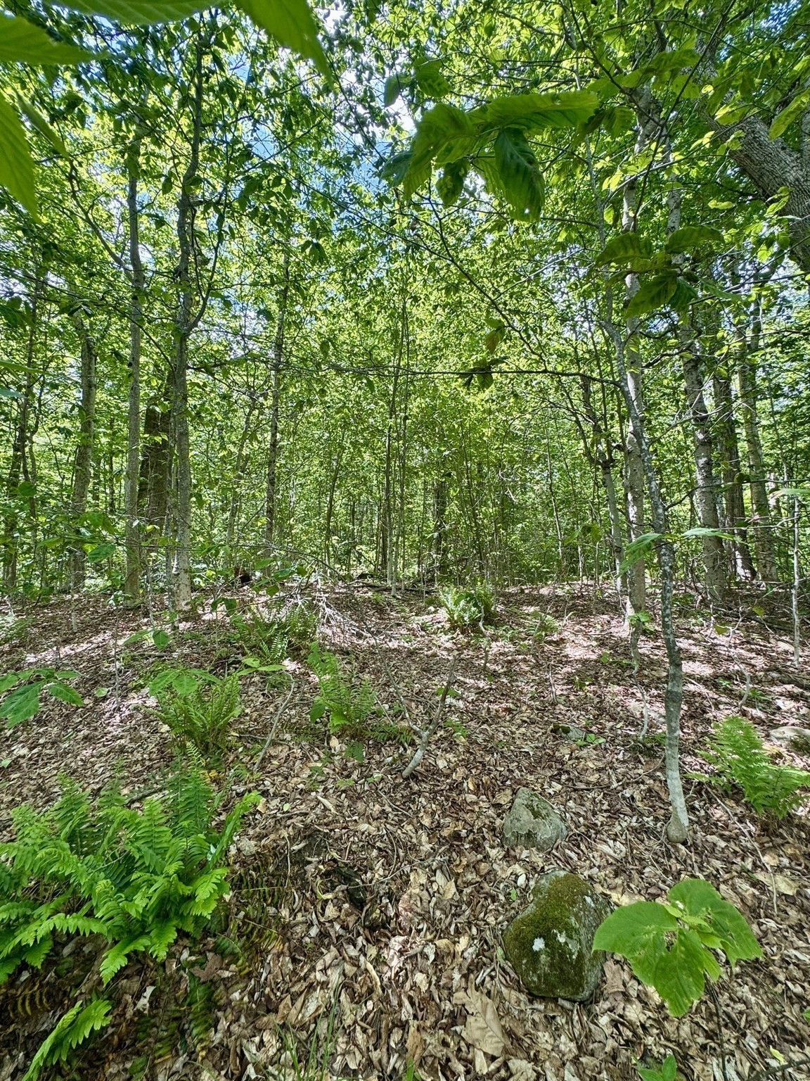 Lot 273 King Richard Dr Property Photo 22