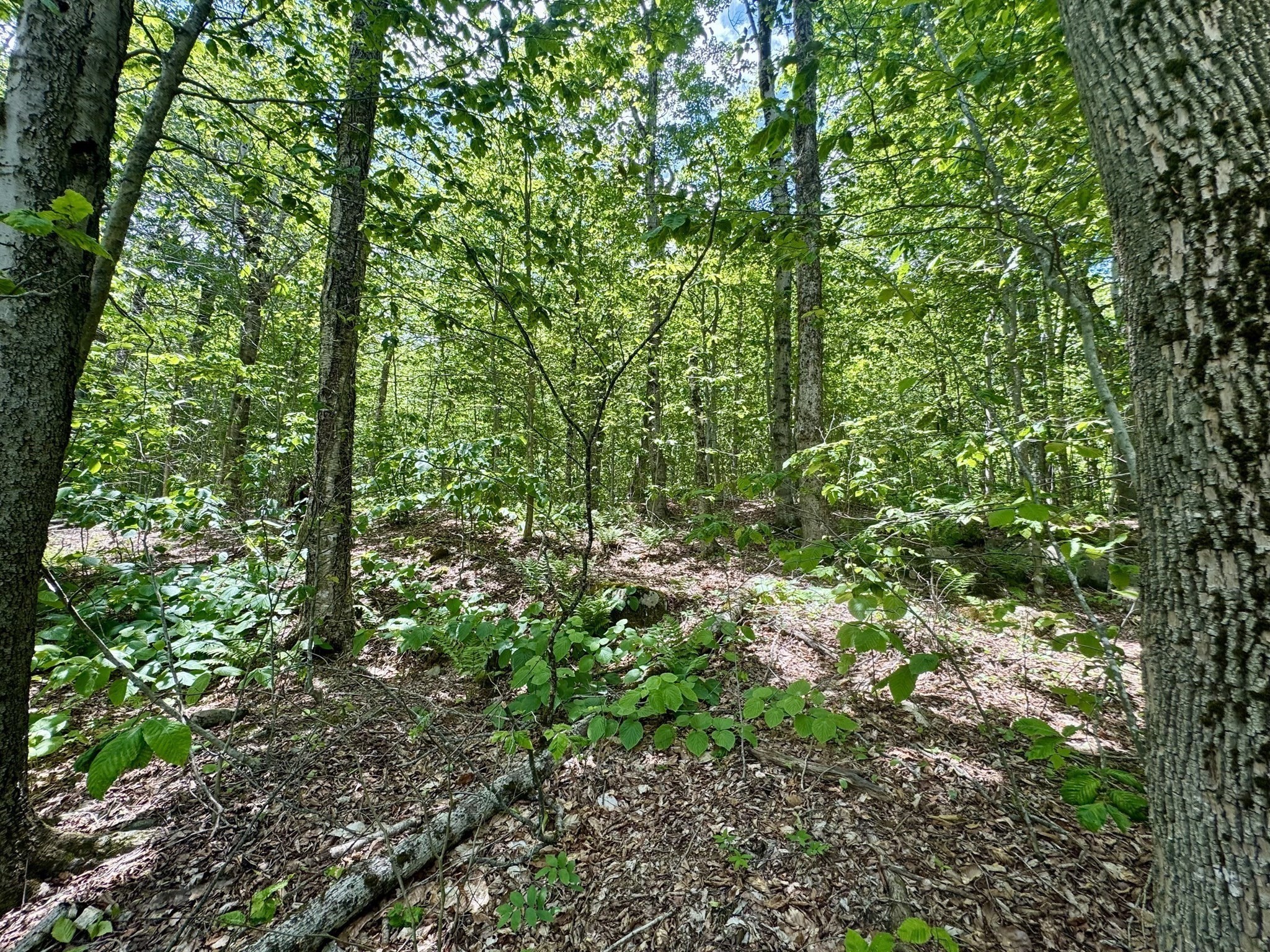 Lot 273 King Richard Dr Property Photo 24