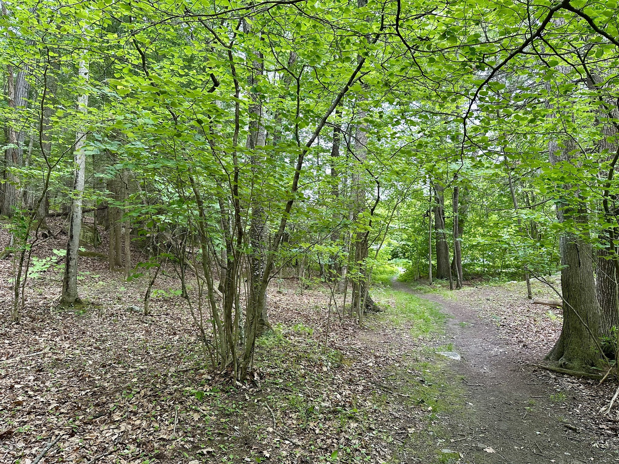 0 Lake Mansfield Rd Property Photo 5