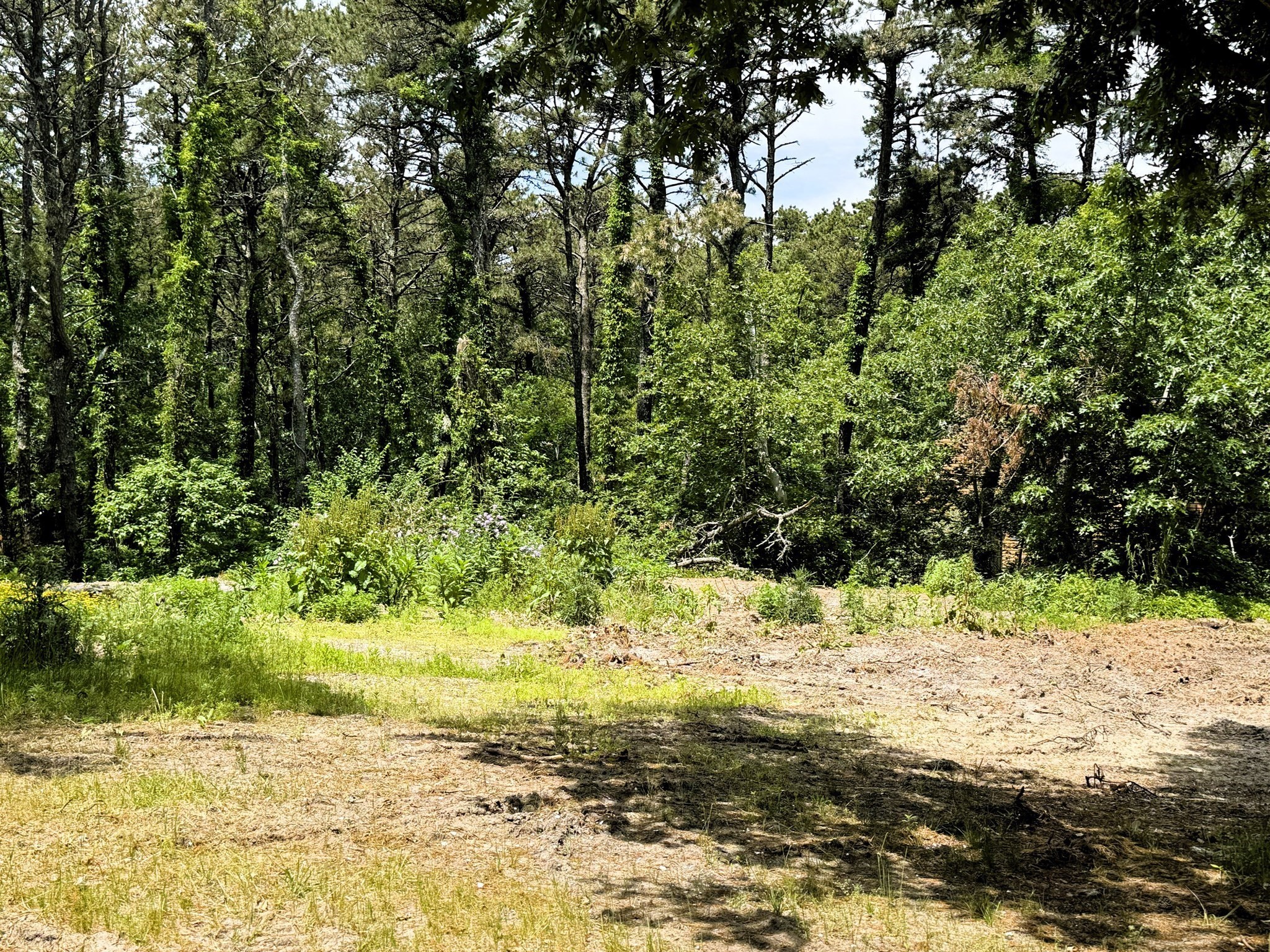 531 Old King's Highway Property Photo 6