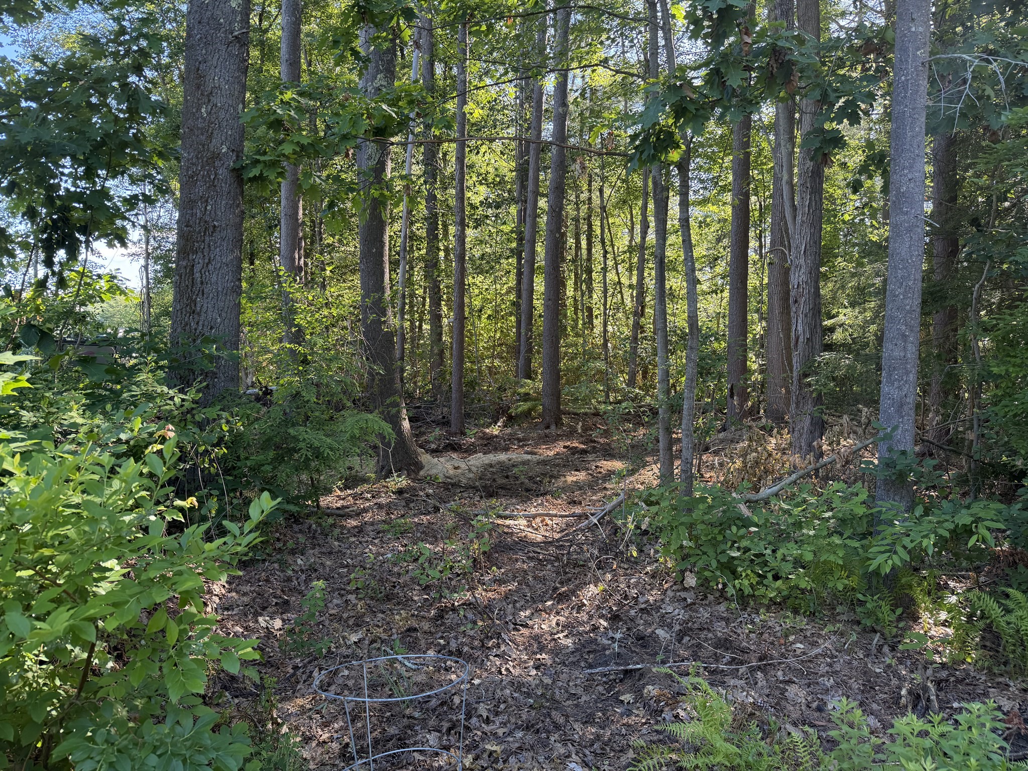 0 Beechwood Lane Property Photo 13