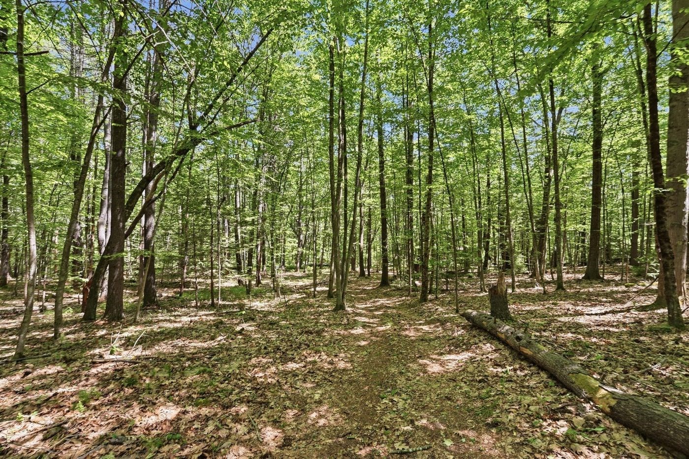 0 Carter Pond Road Property Photo 3