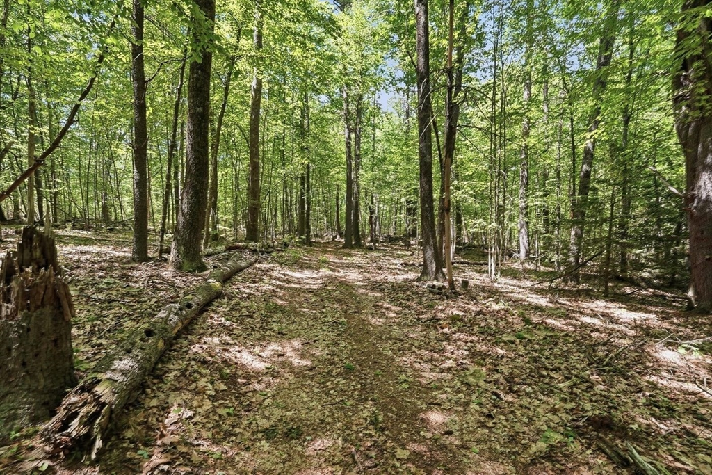 0 Carter Pond Road Property Photo 8