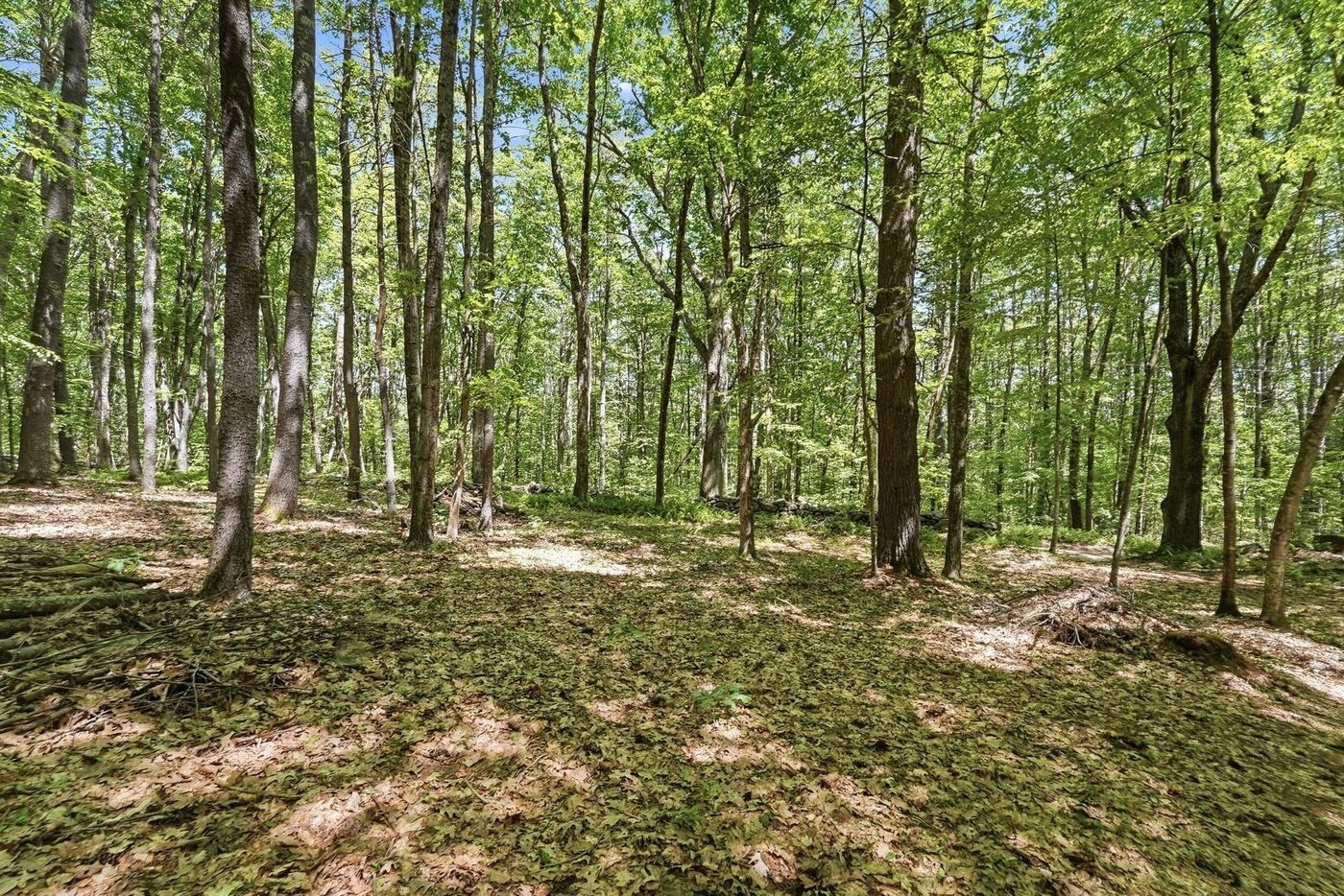 0 Carter Pond Road Property Photo 10